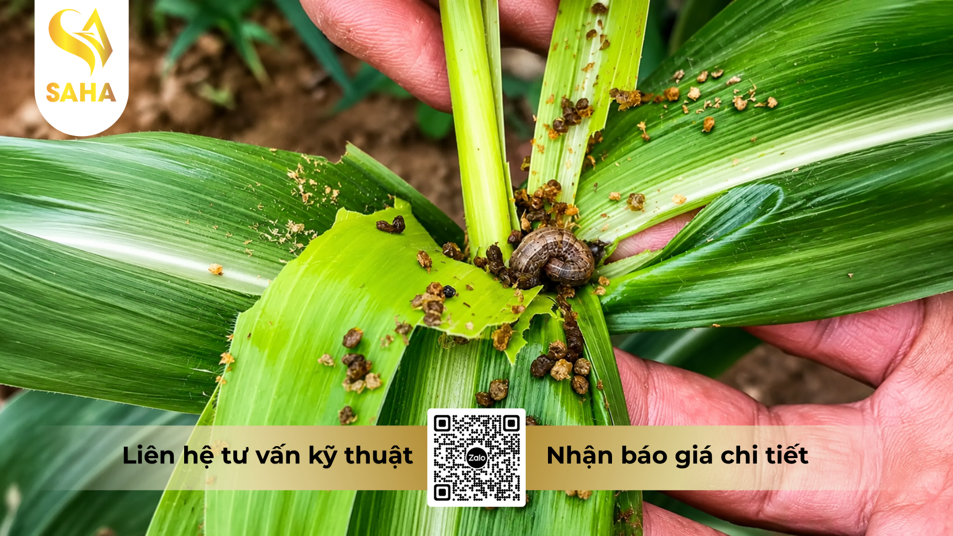 cong-dung-cua-thuoc-tru-sau-difeggo-42sc.png