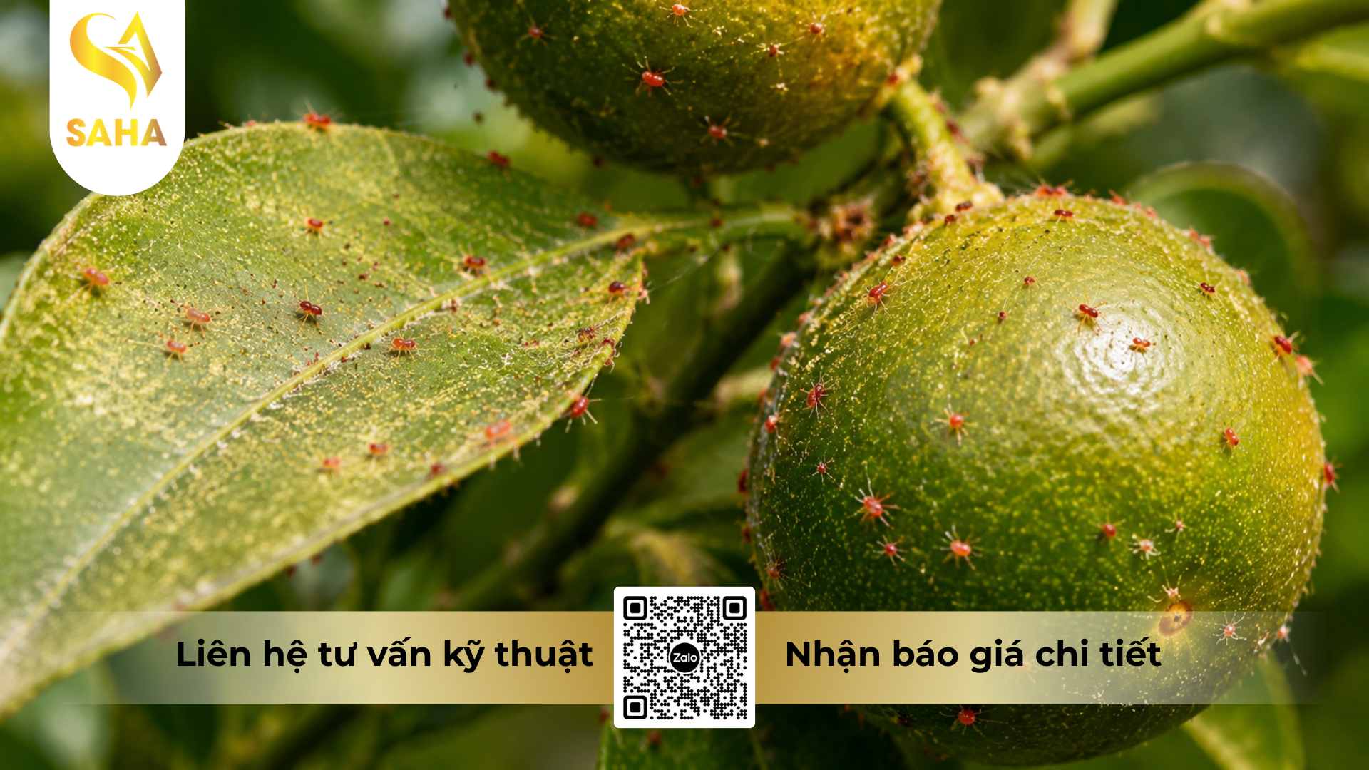 cong-dung-cua-thuoc-tru-sau-nhen-dugamite-275ec-hieu-spider-kill.png