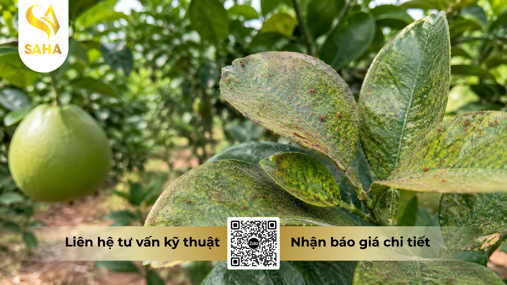 cong-dung-cua-thuoc-tru-sau-nhen-etogo-20sc-hieu-bombi.png
