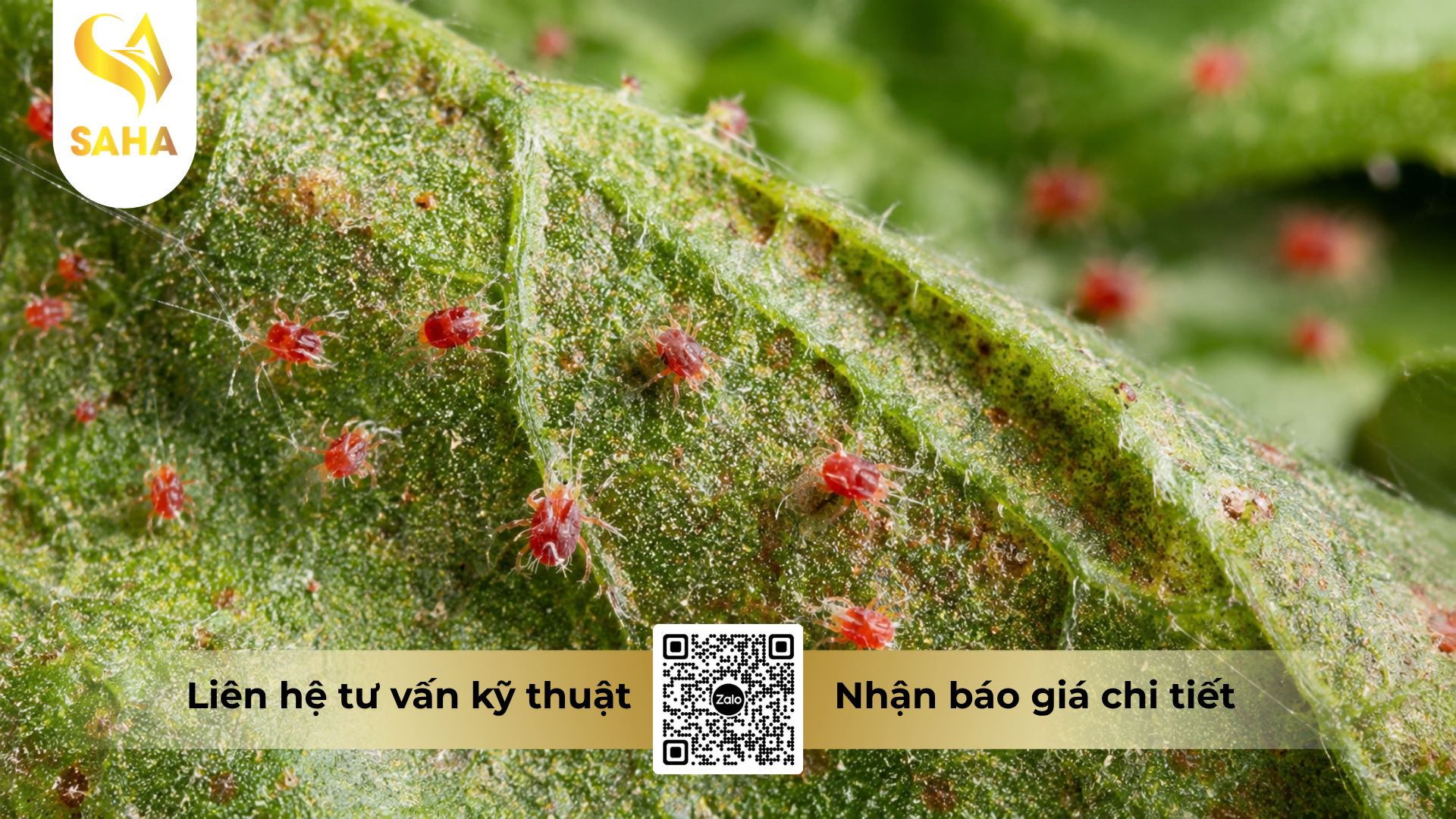 cau-hoi-thuong-gap-ve-thuoc-tru-sau-nhen-etogo-20sc-hieu-bombi.png