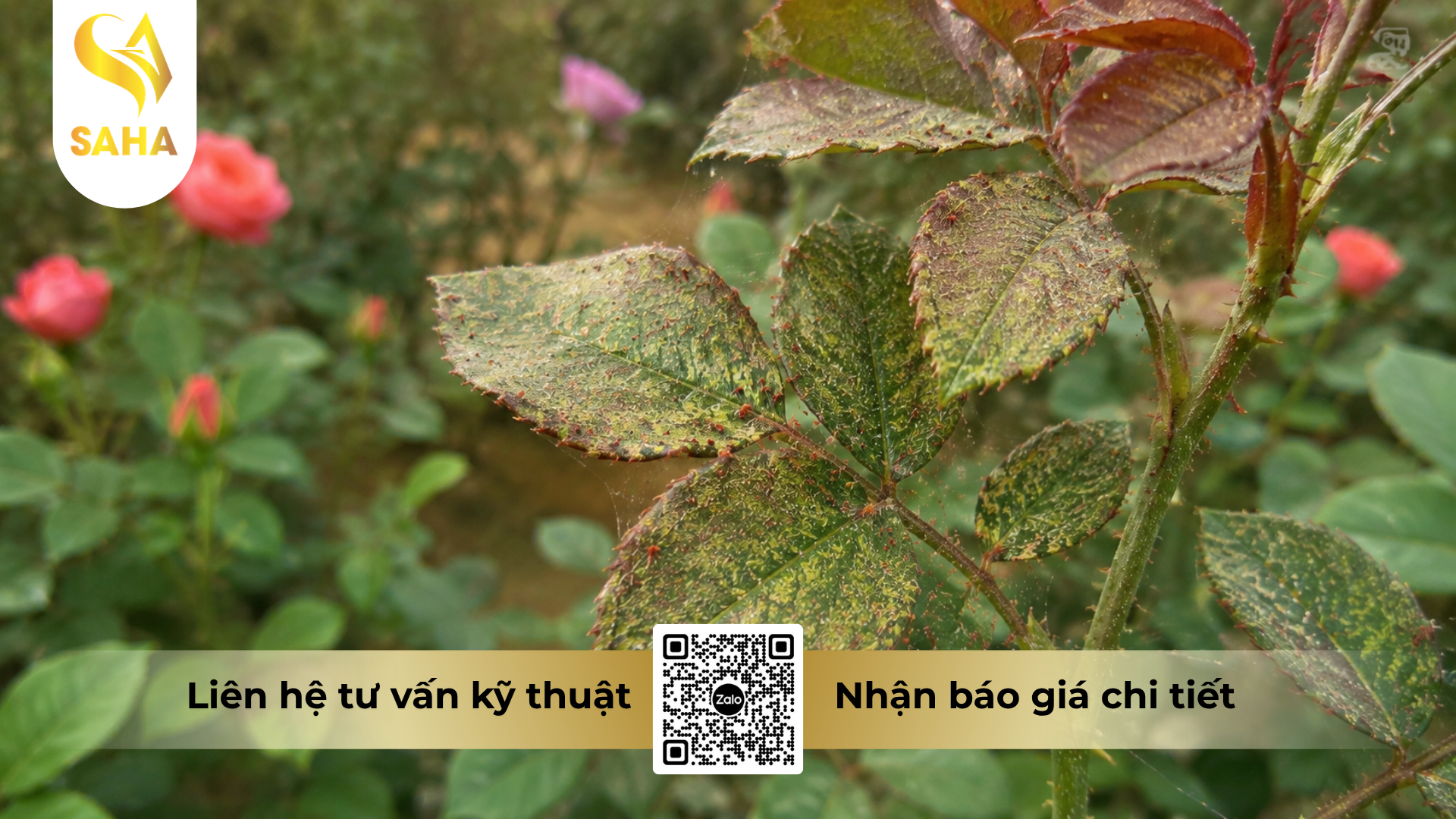 cong-dung-cua-thuoc-tru-sau-hadifen-50wp-hieu-xspider-500.png