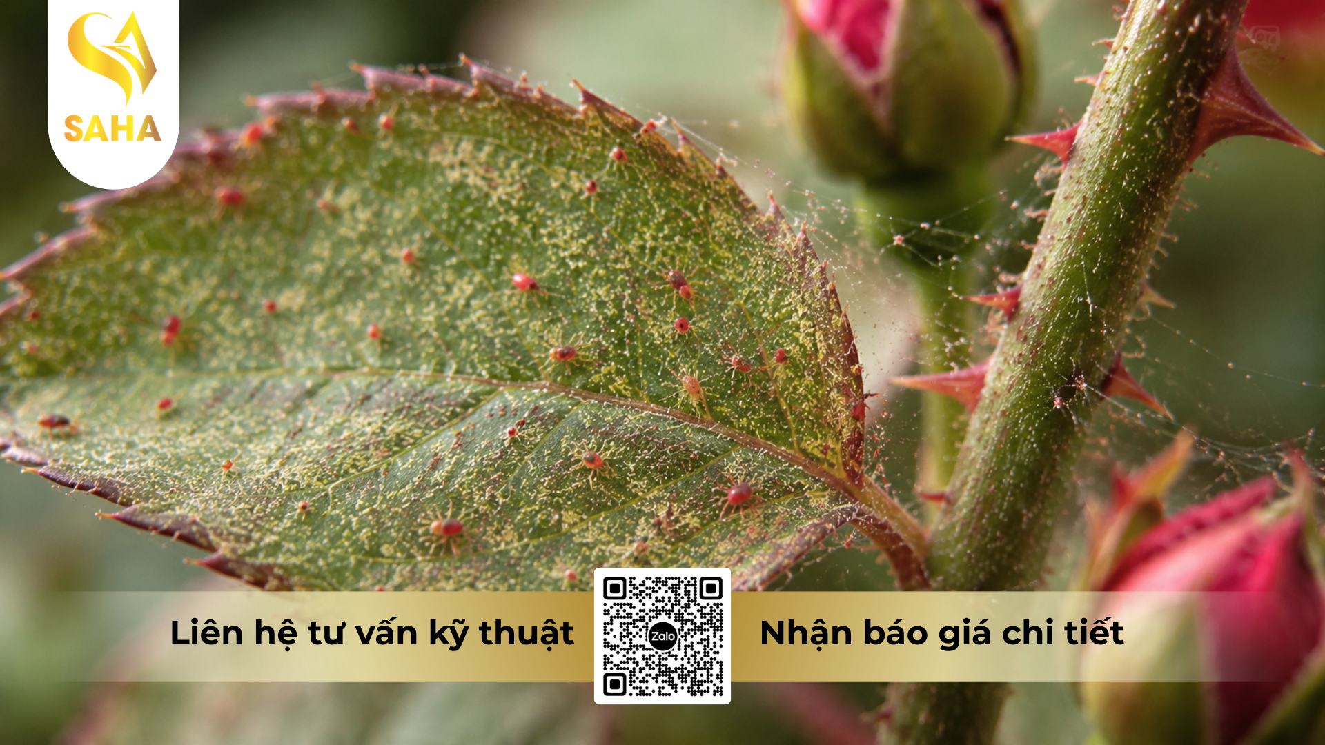 cong-dung-cua-thuoc-tru-sau-hadifen-50wp-tomspider-500.png