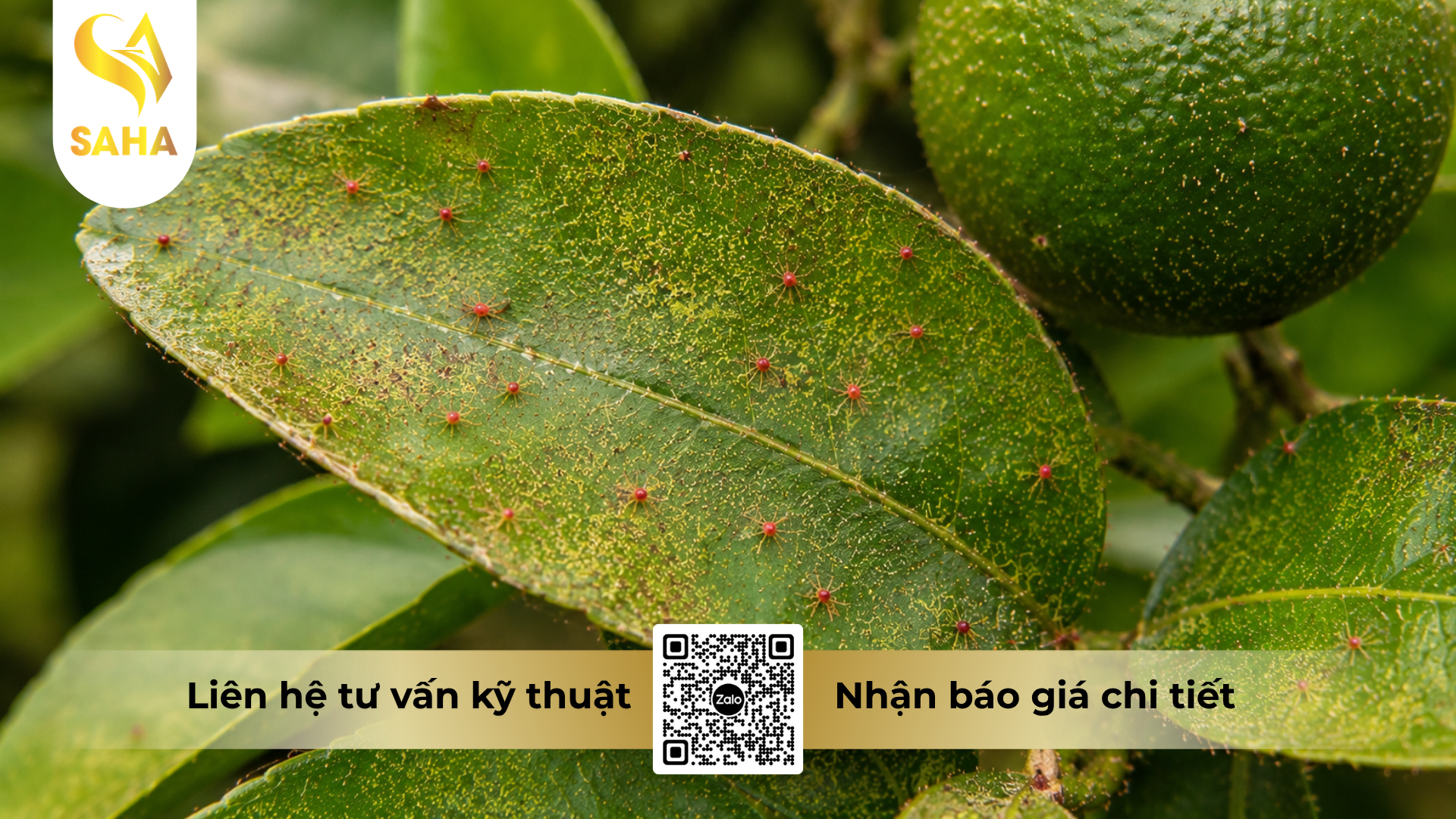 cong-dung-cua-thuoc-tru-sau-nhen-eto-speed-200sc-hieu-killspider-200.png