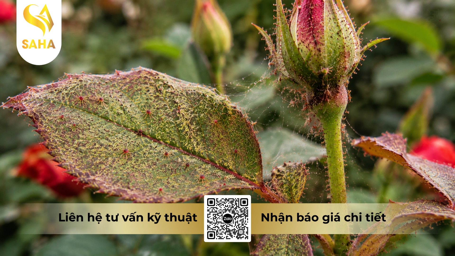 cau-hoi-thuong-gap-ve-thuoc-tru-sau-nhen-eto-speed-200sc-hieu-killspider-200.png