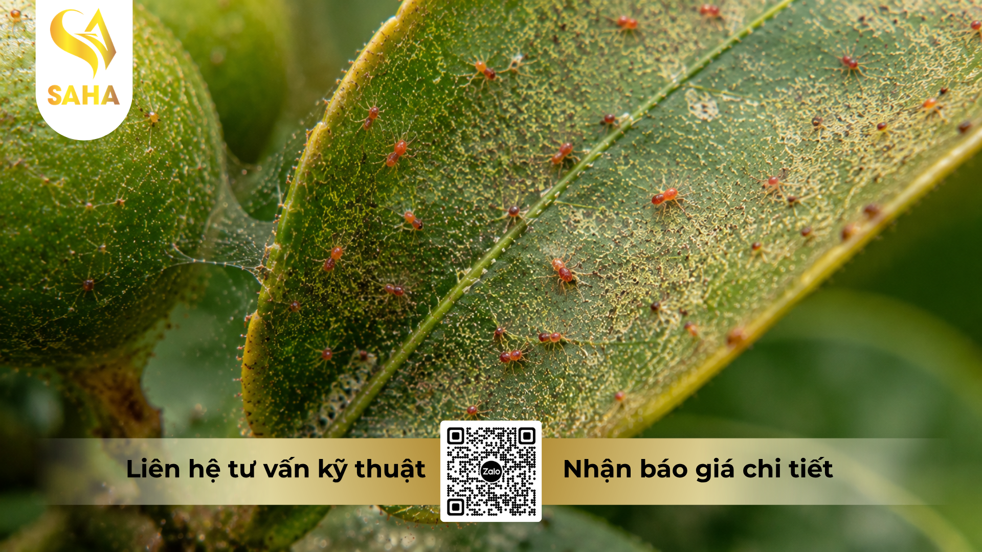 cong-dung-cua-thuoc-tru-sau-nhen-lion-messifen-240sc.png