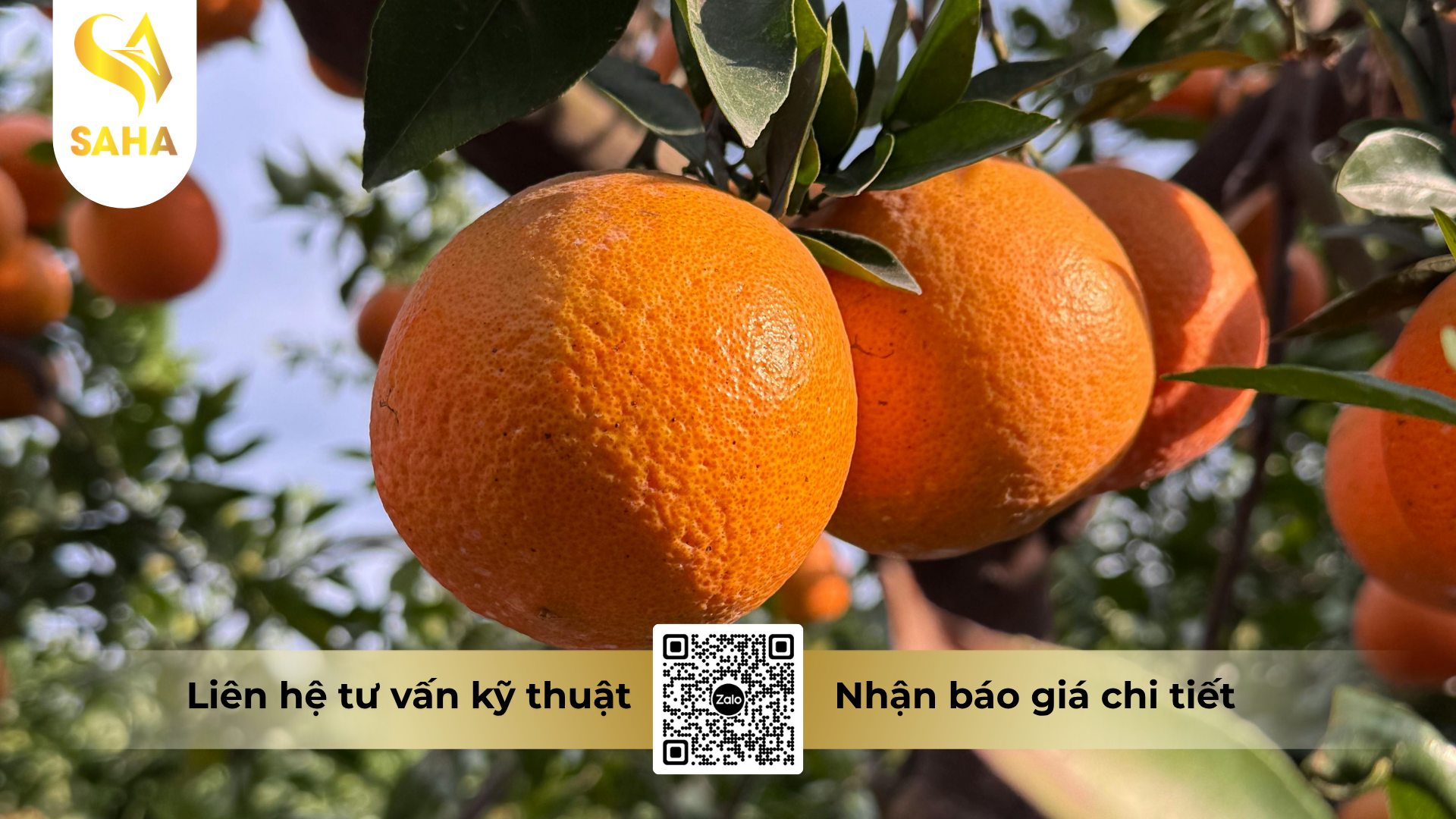 cau-hoi-thuong-gap-ve-thuoc-tru-sau-nhen-lion-messifen-240sc.png