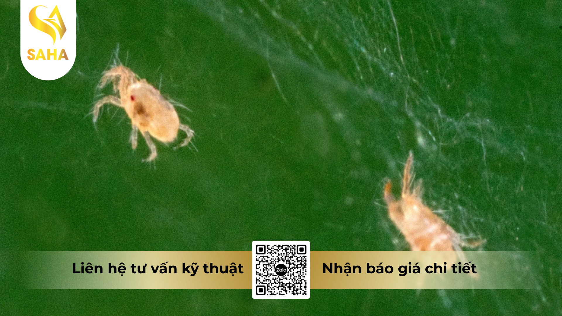 cau-hoi-thuong-gap-ve-hop-dung-cap-doi-cam-nhen.png