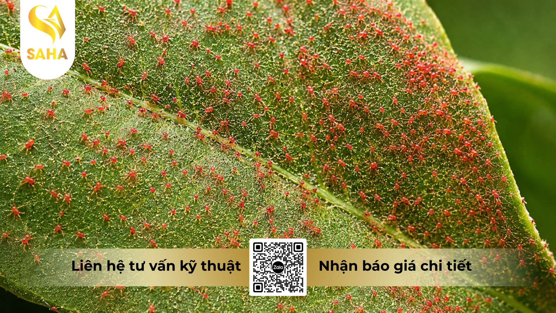 cong-dung-cua-thuoc-tru-sau-nasata-5sc-bo-3-tri-nhen-do.png