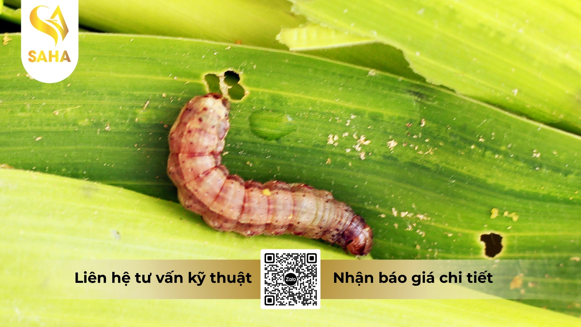 cau-hoi-thuong-gap.jpg