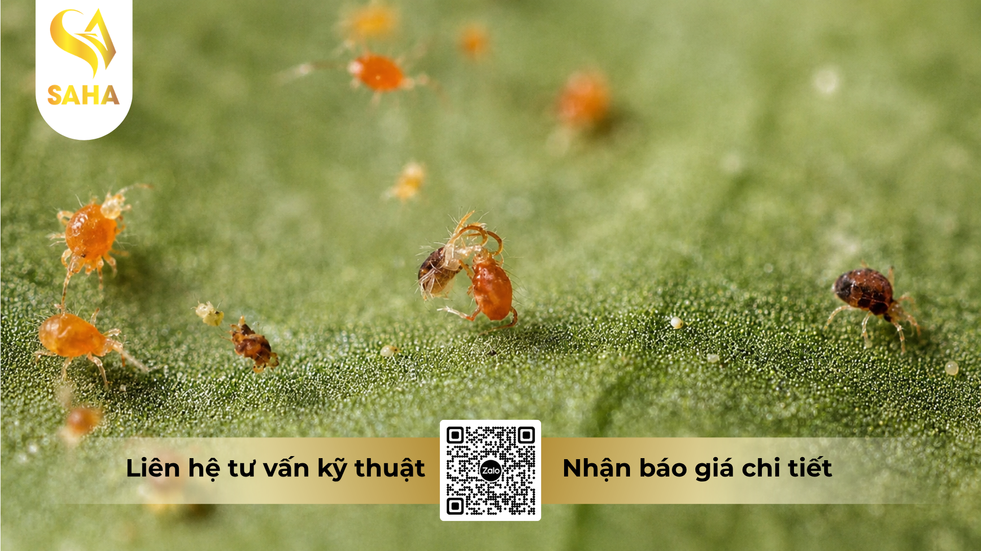 cong-dung-cua-thuoc-tru-sau-nasata-5sc-hieu-nospider-500.png