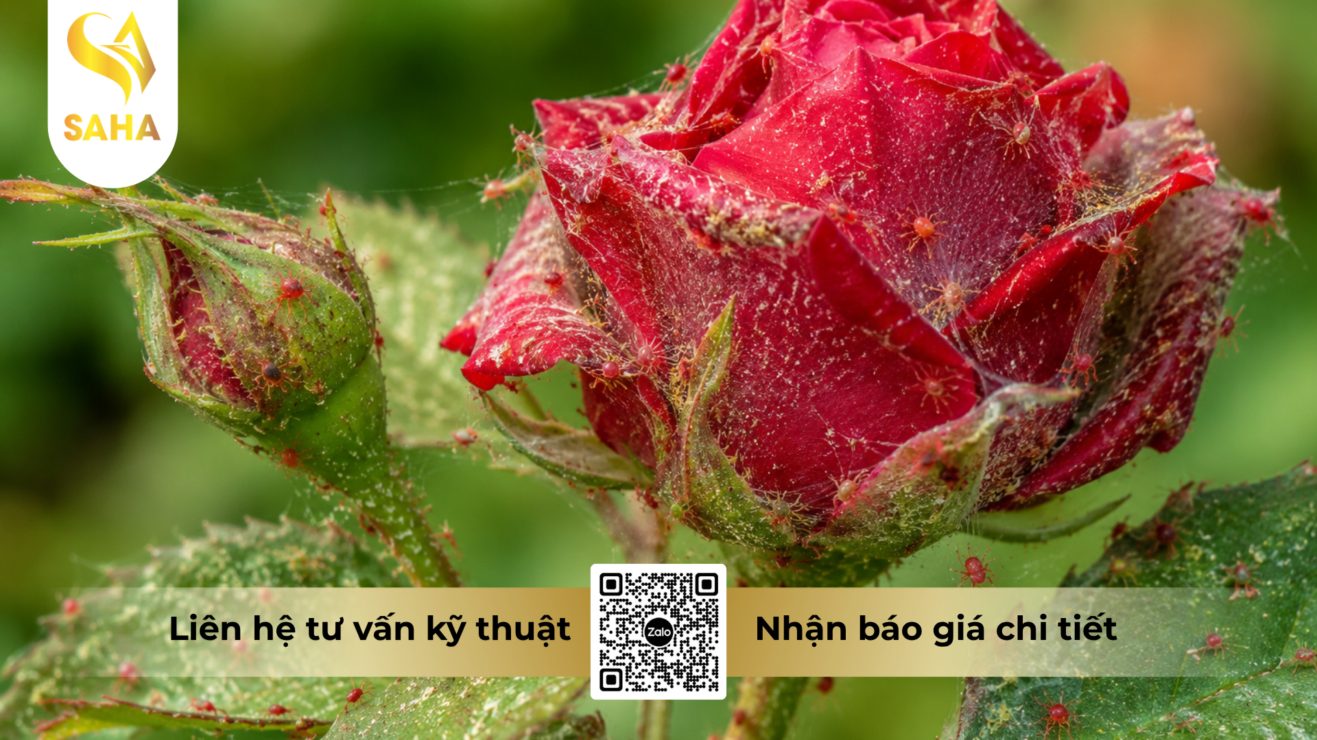 cau-hoi-thuong-gap-ve-thuoc-tru-sau-nasata-5sc-hieu-nospider-500.png