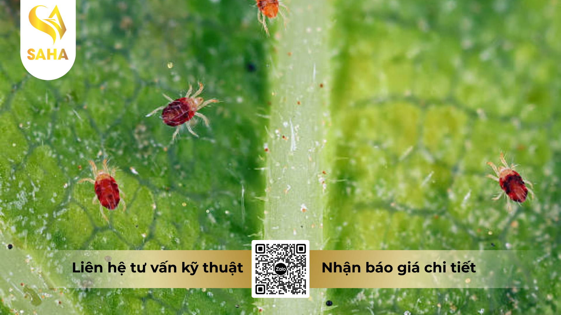 cau-hoi-thuong-gap-ve-thuoc-tru-sau-nasata-5sc-hieu-outmite-500.png
