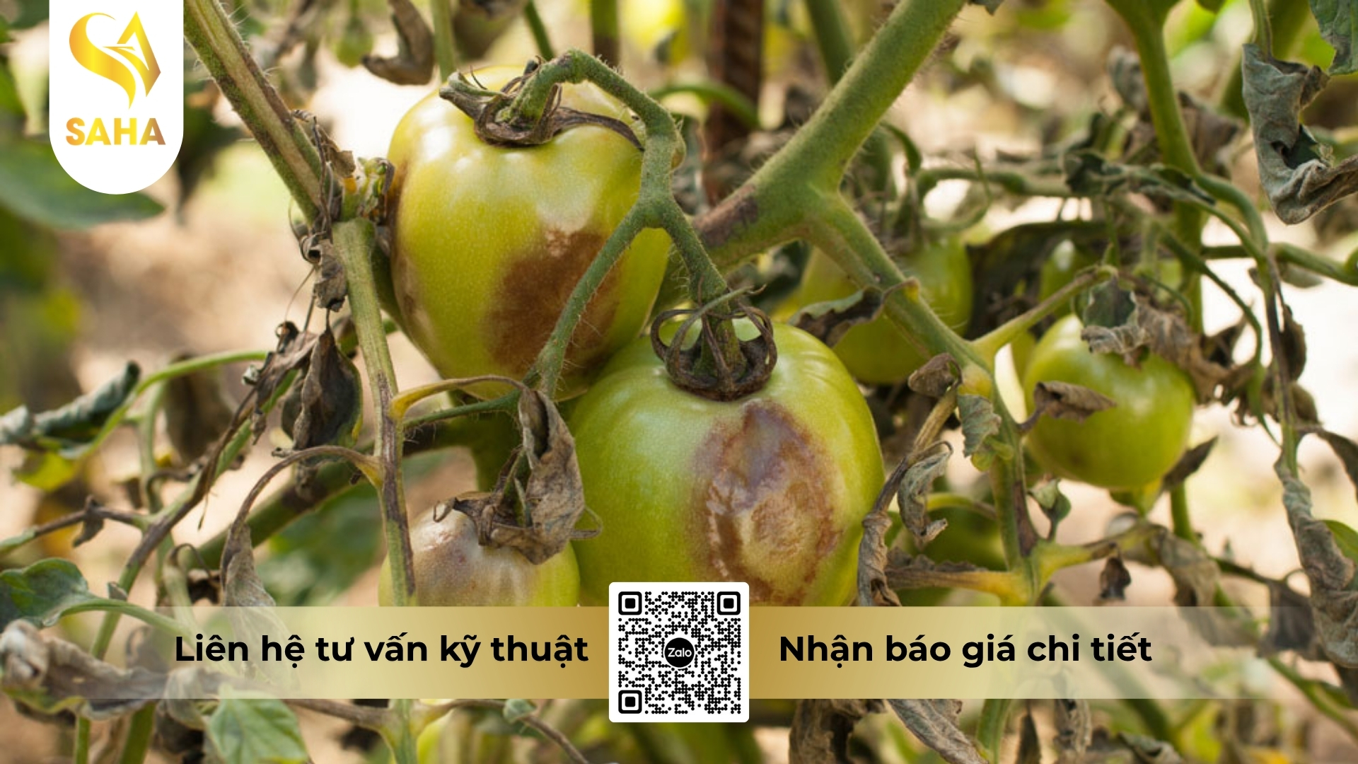 cau-hoi-thuong-gap.jpg
