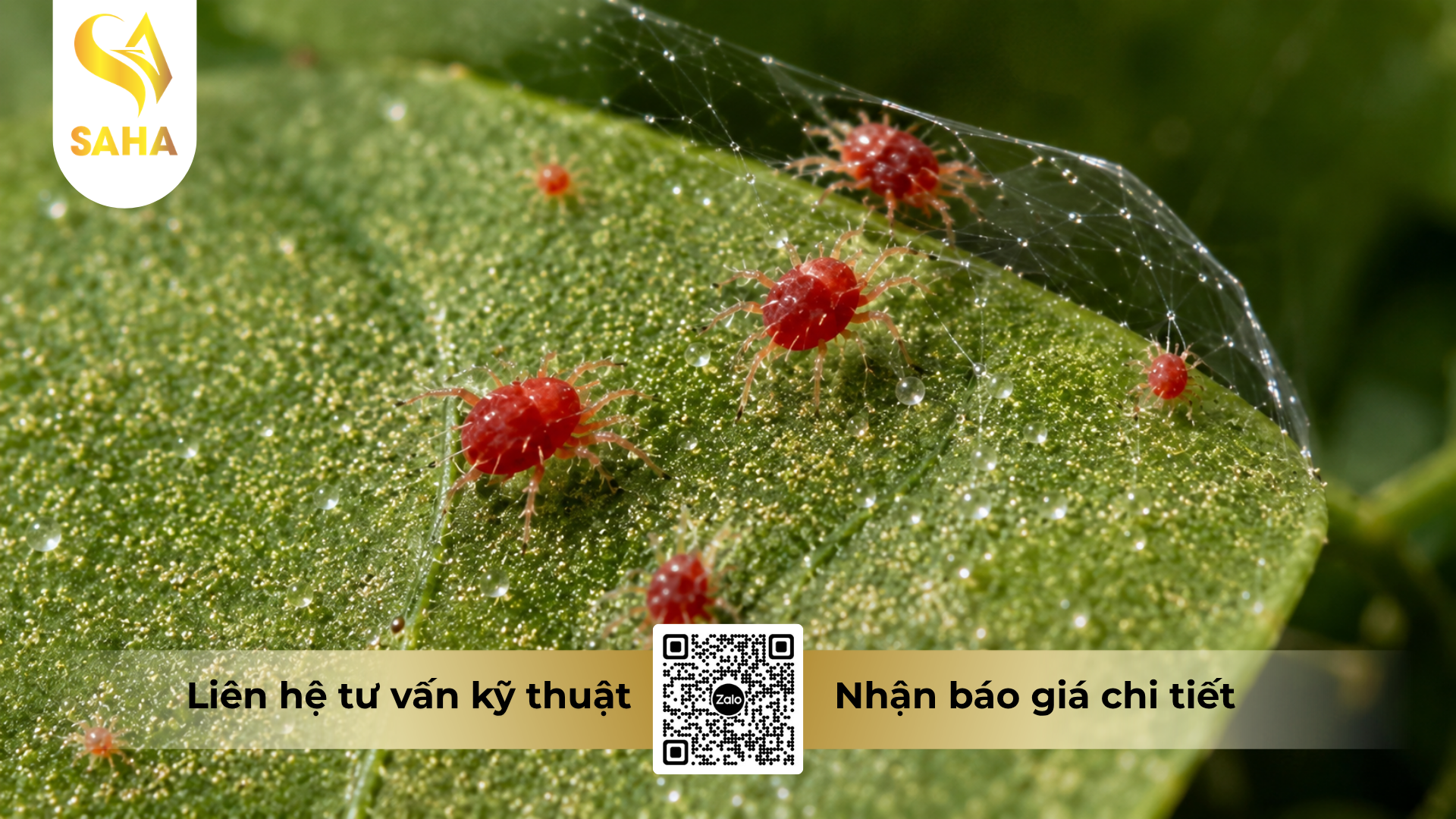 cong-dung-cua-thuoc-tru-sau-nhendo-5ec-hieu-sannhen-f.png