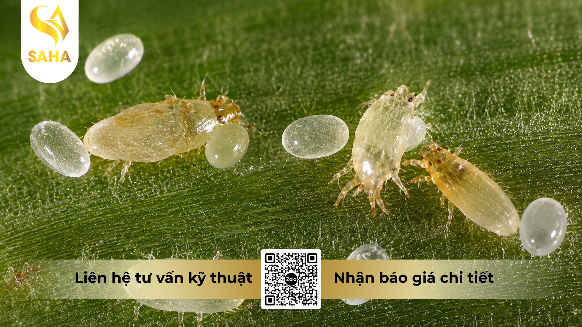 cong-dung-cua-thuoc-tru-sau-ongtrum-200ec-hieu-trumnhen-t.png