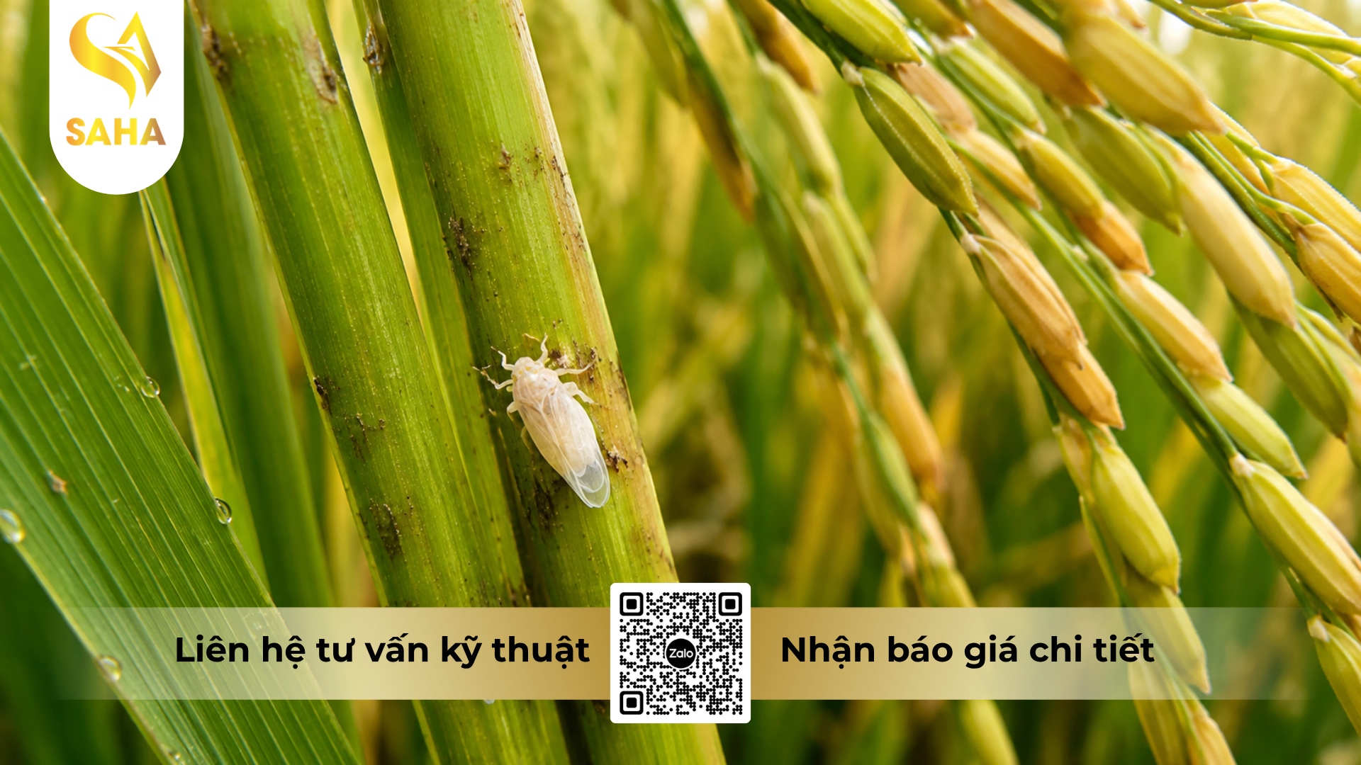 cong-dung-cua-thuoc-tru-sau-pesieu-500sc.png