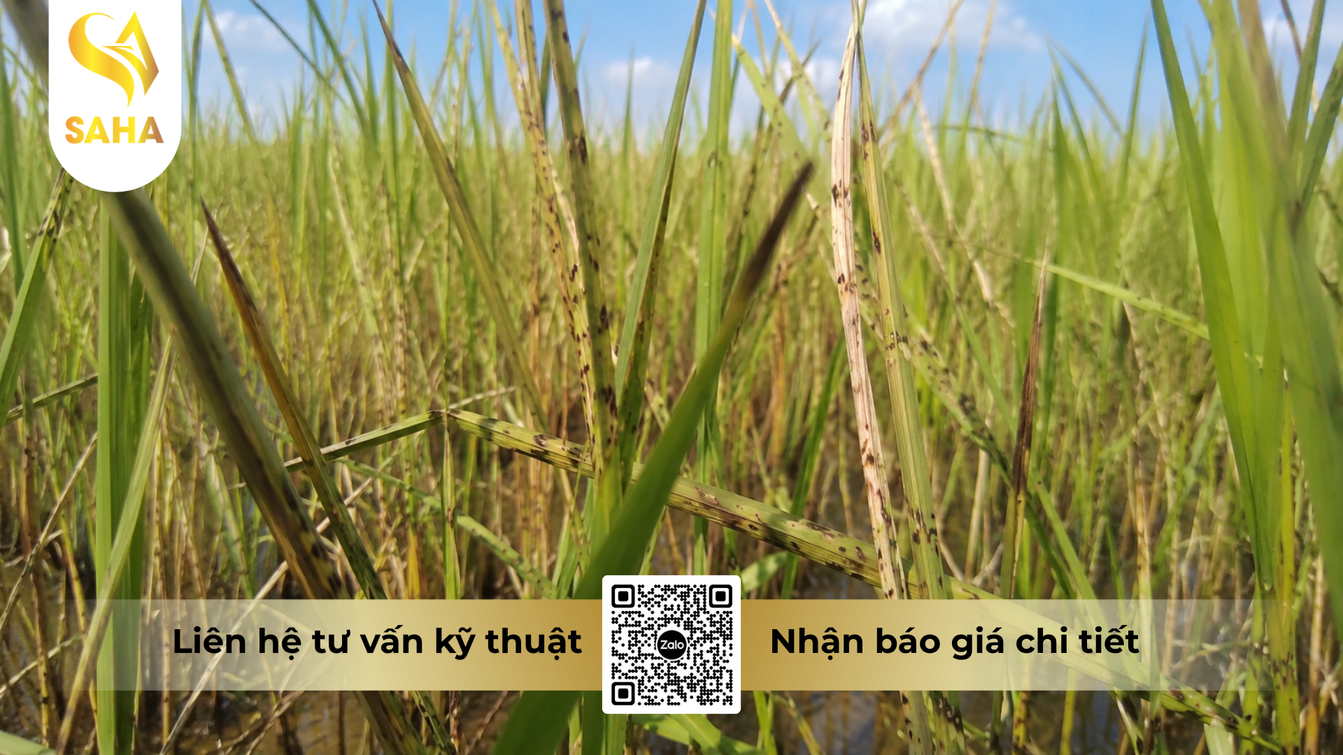 cau-hoi-thuong-gap-ve-thuoc-tru-sau-pesieu-500sc.png