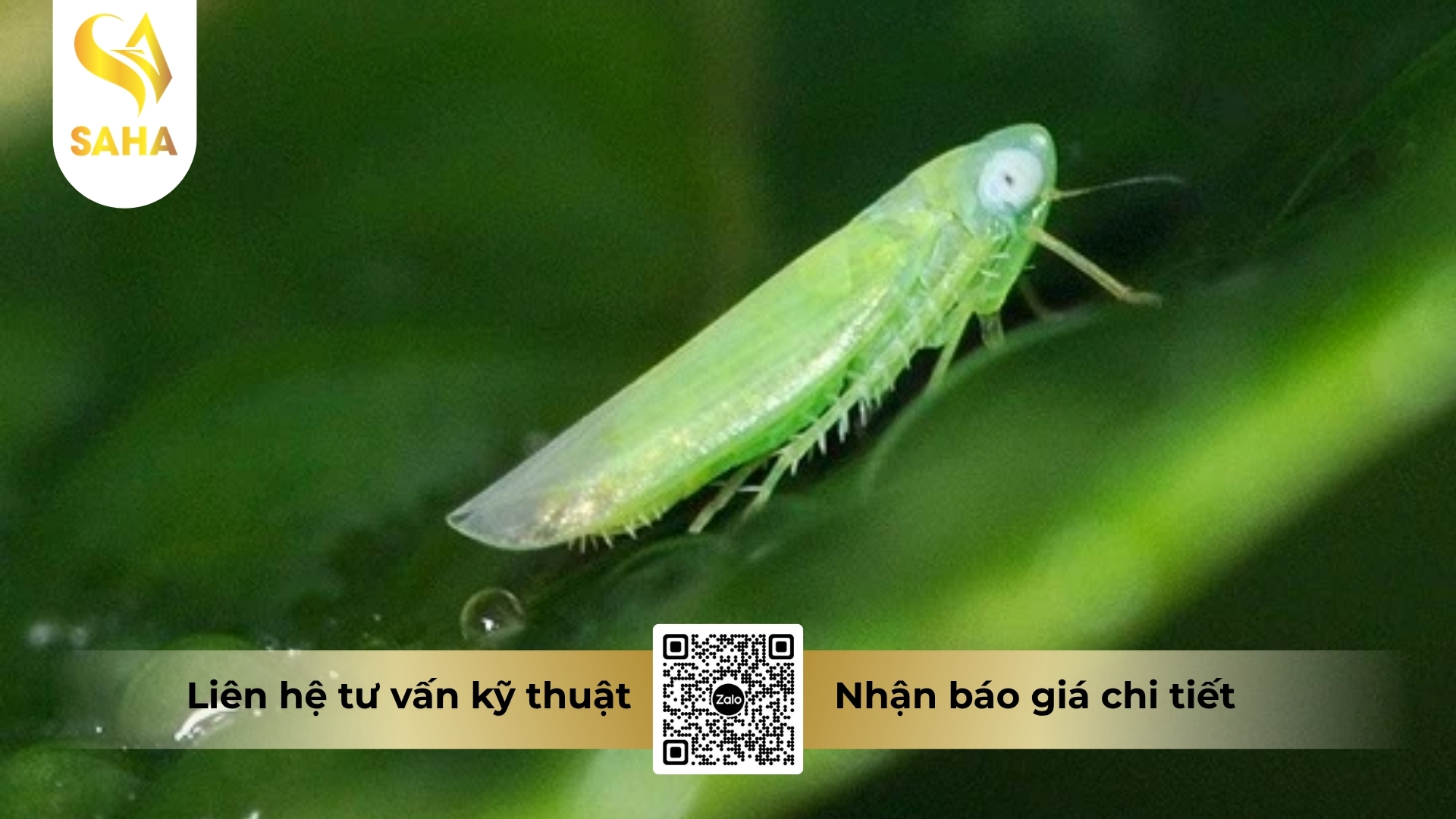 thong-tin-chung-thuoc-tru-sau-a-z-annong-0-15ec.jpg