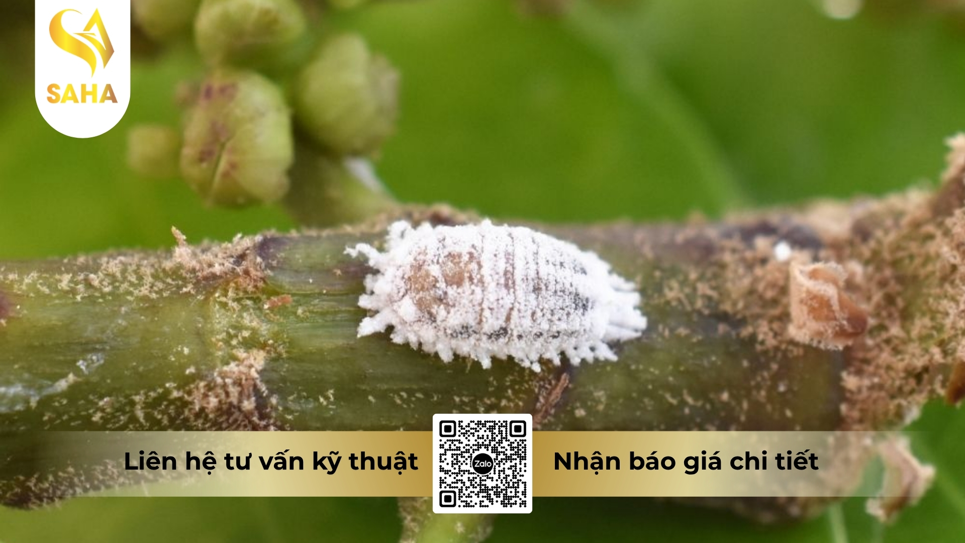 cong-dung-thuoc-tru-sau-a-z-annong-0-15ec.jpg