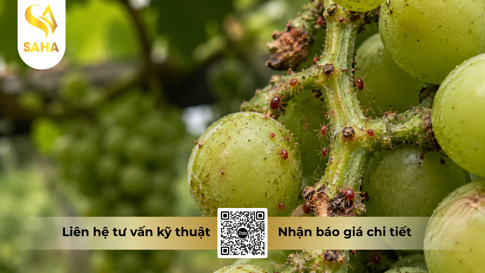 cong-dung-cua-thuoc-tru-sau-sam-spider-500wp-hieu-tomspider-500.png
