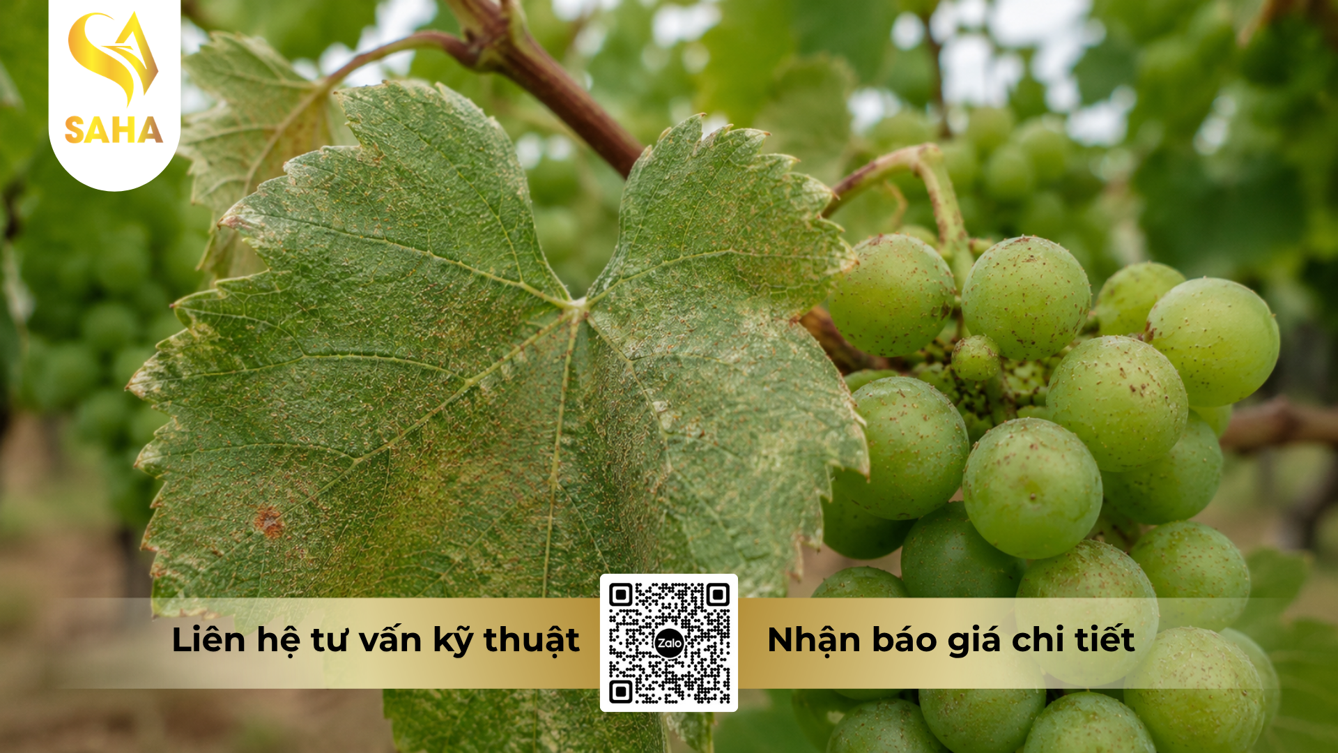 cau-hoi-thuong-gap-ve-thuoc-tru-sau-sam-spider-500wp-hieu-tomspider-500.png