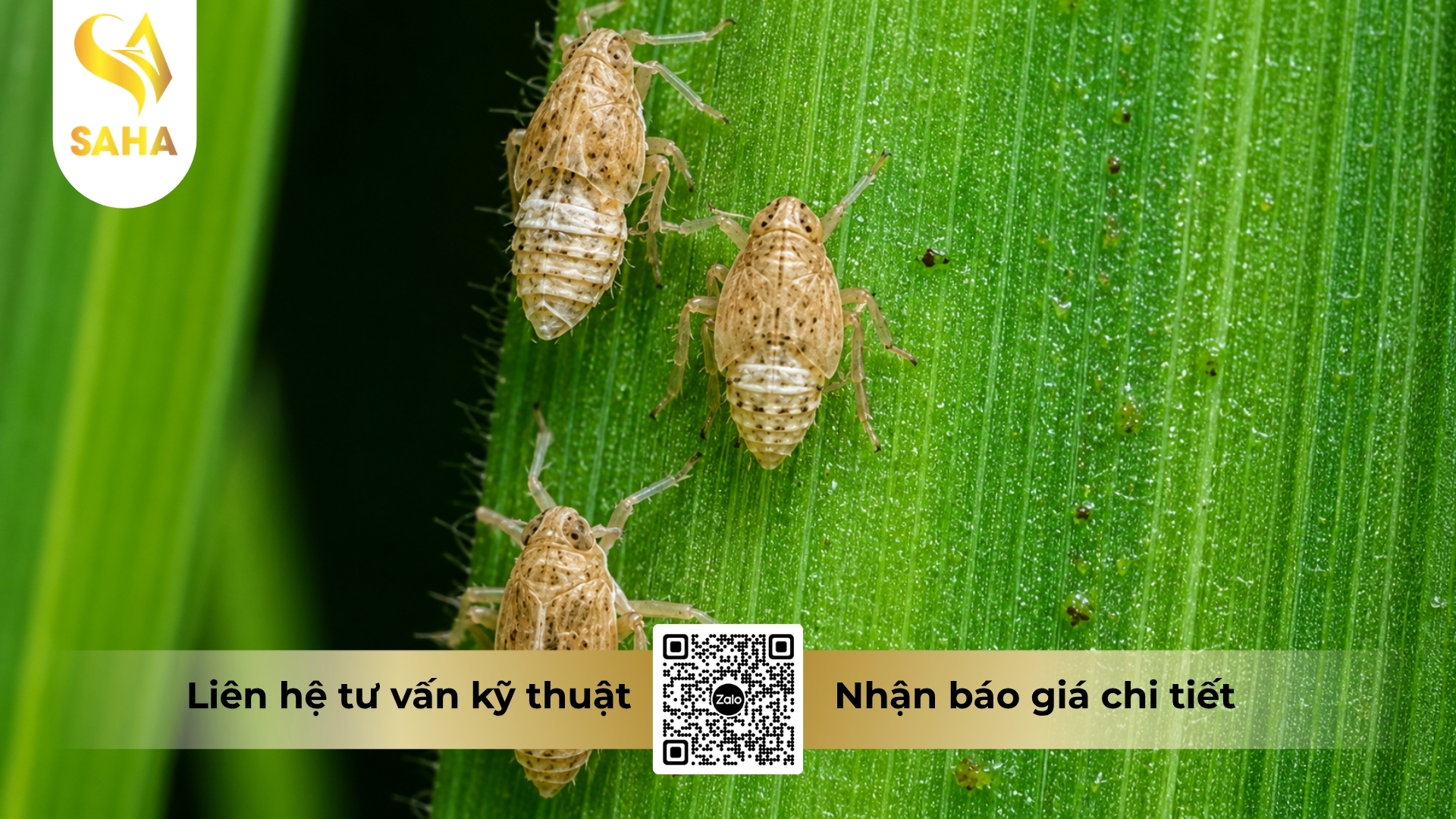 thong-tin-chung-thuoc-tru-sau-yapoko-250sc.jpg