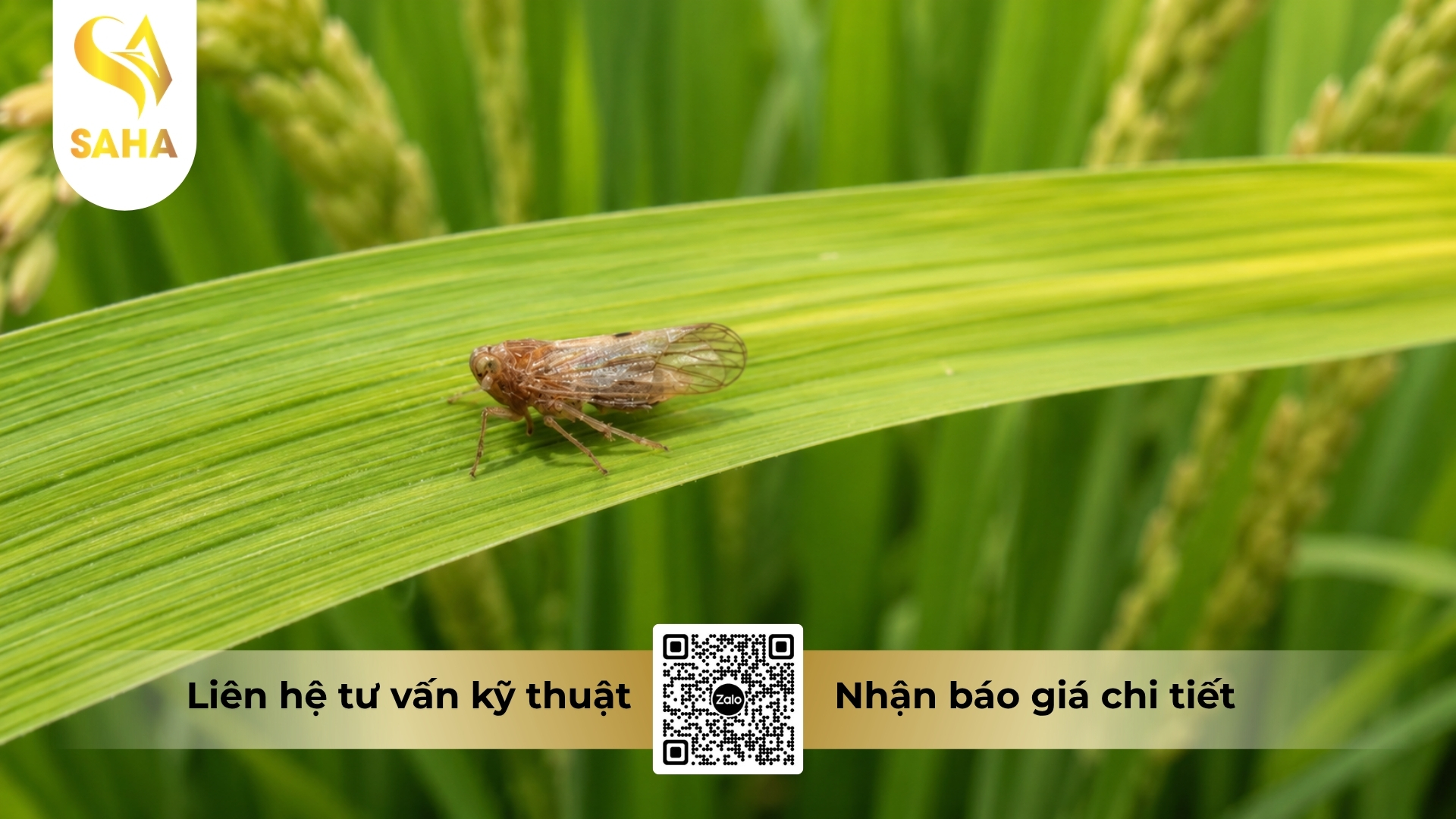 cong-dung-thuoc-tru-sau-yapoko-250sc.jpg