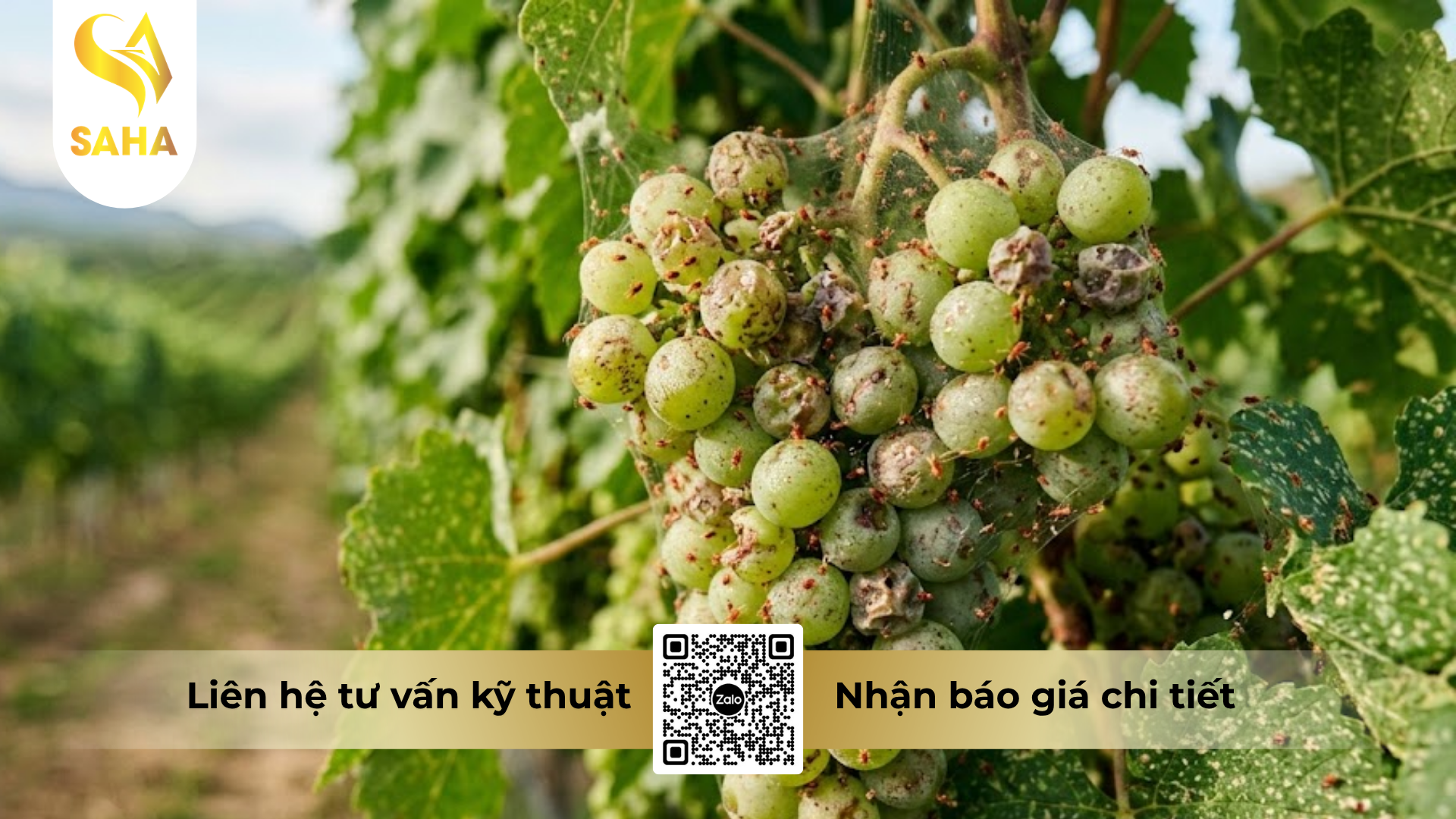 cong-dung-cua-thuoc-tru-sau-sam-spider-500wp-hieu-x-spider-500.png