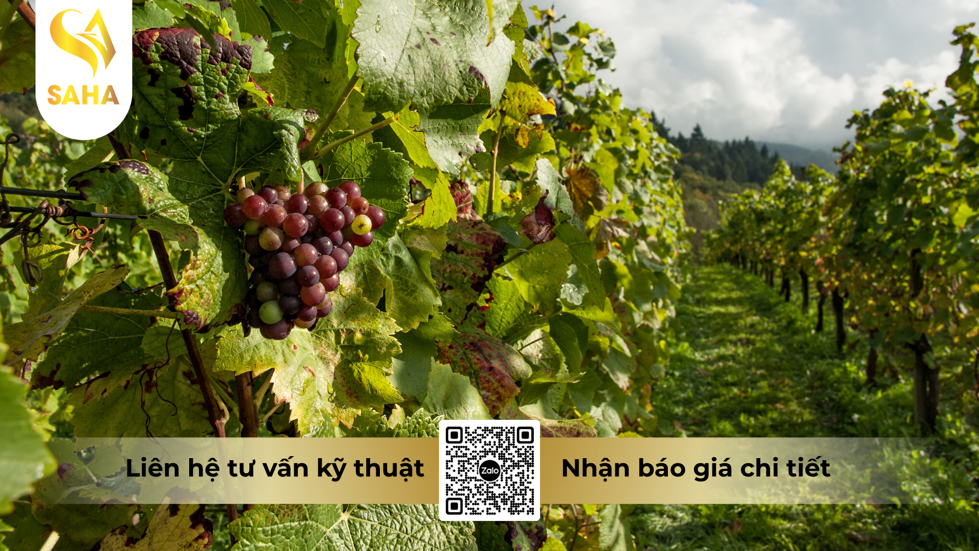 cau-hoi-thuong-gap-ve-thuoc-tru-sau-sam-spider-500wp-hieu-x-spider-500.png