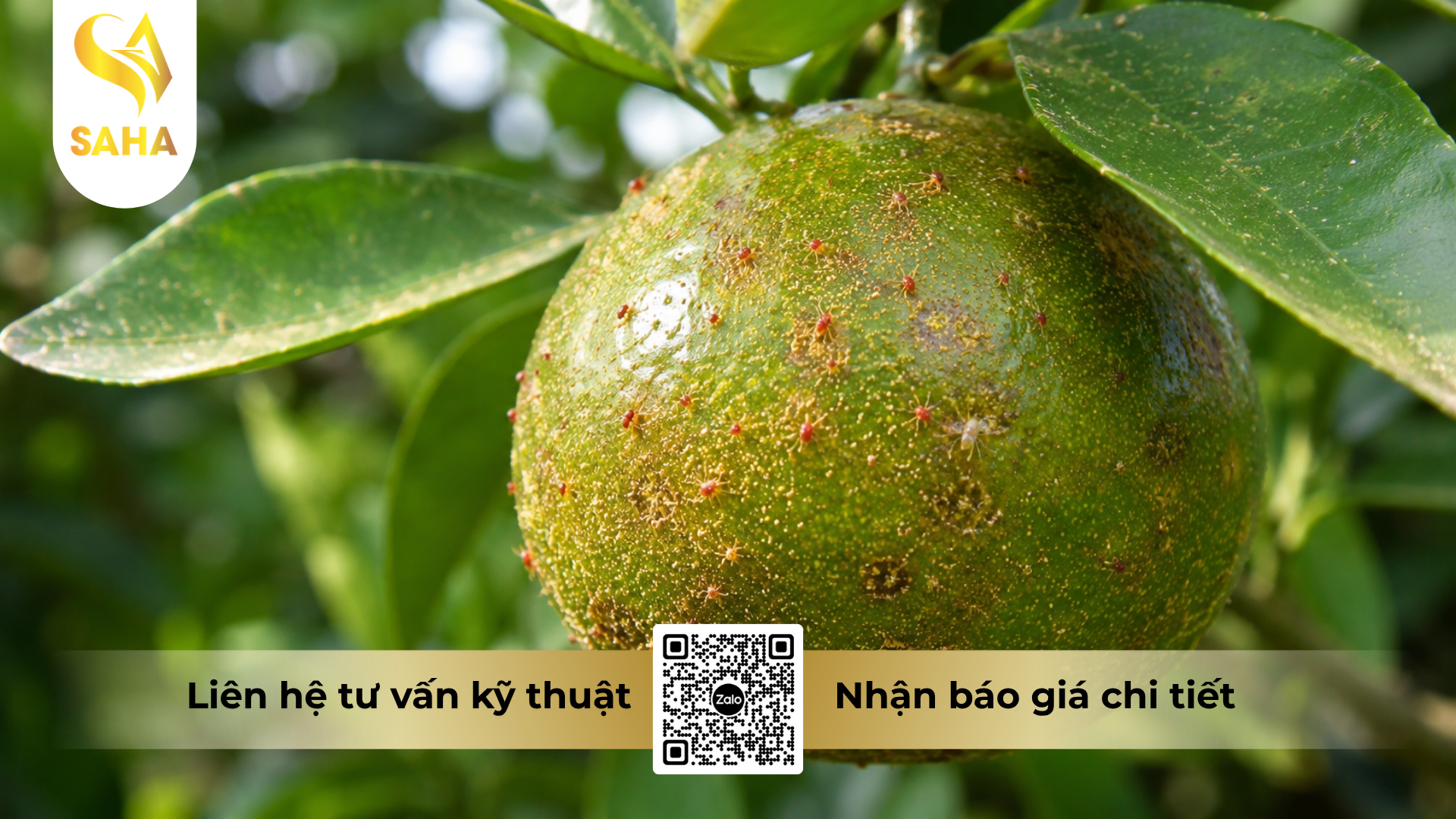 cong-dung-cua-thuoc-tru-sau-spiro-240sc-hieu-nispider-240.png