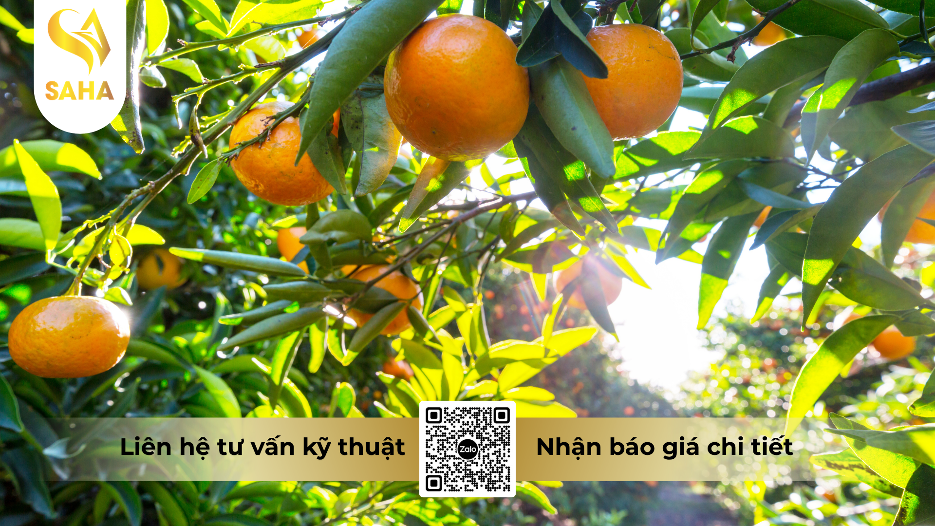 cau-hoi-thuong-gap-ve-thuoc-tru-sau-spiro-240sc-hieu-nispider-240.png