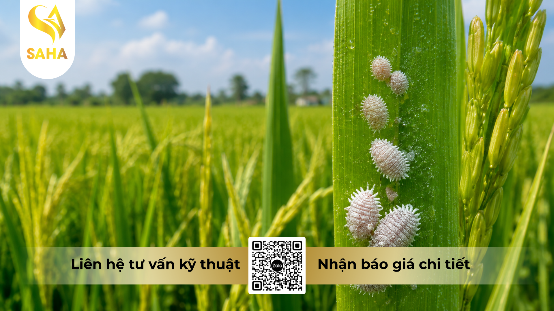 cong-dung-cua-thuoc-tru-sau-acnal-400wp-hieu-than-long-xong-pha.png