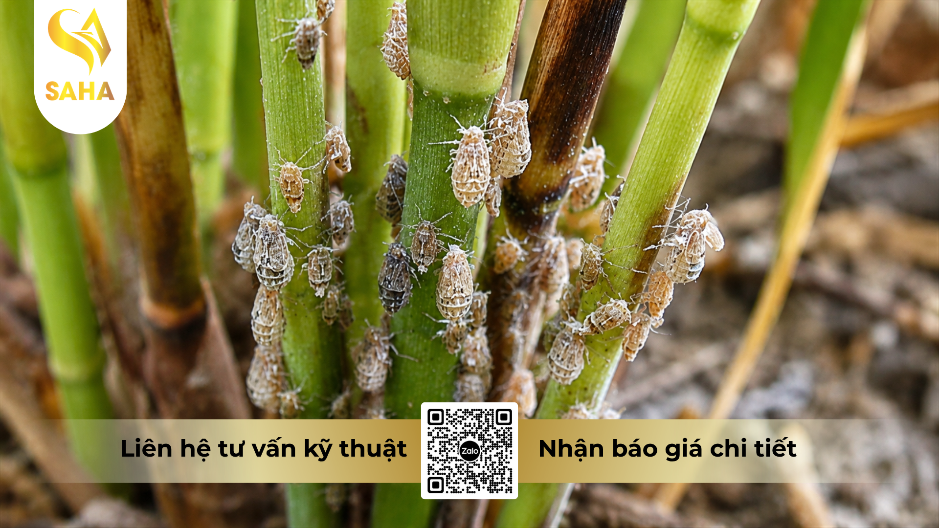 cong-dung-cua-thuoc-tru-sau-afeno-30wp-hieu-noray-300.png