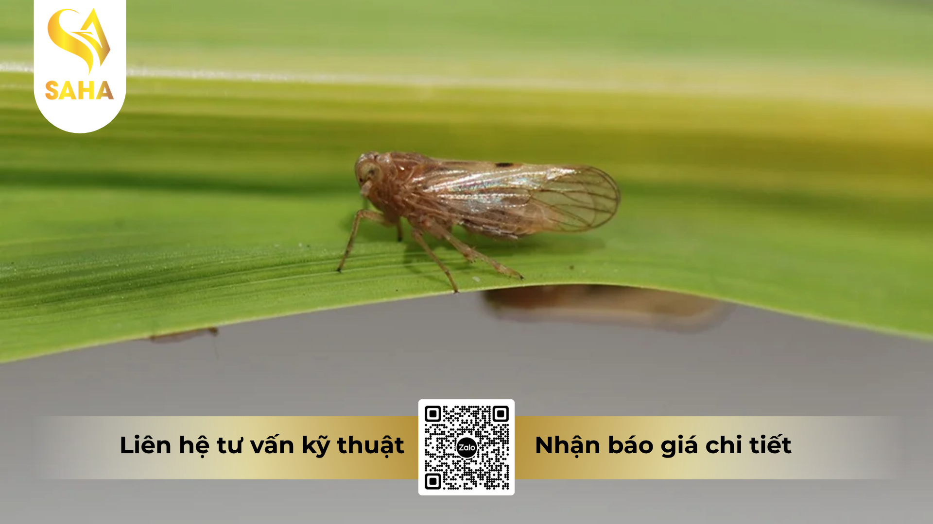 cong-dung-cua-thuoc-tru-ray-cao-cap-anvado-100wp.png
