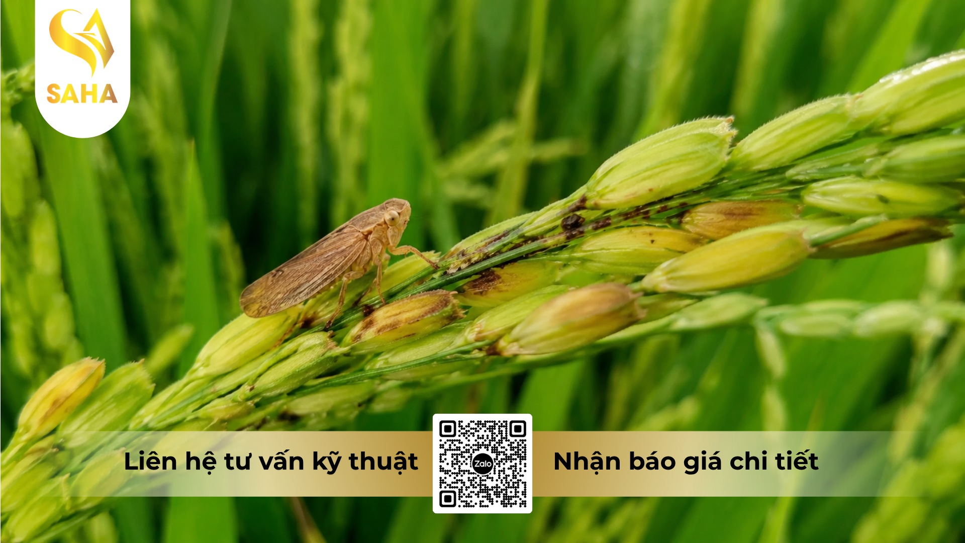 cau-hoi-thuong-gap-ve-thuoc-tru-ray-cao-cap-anvado-100wp.png
