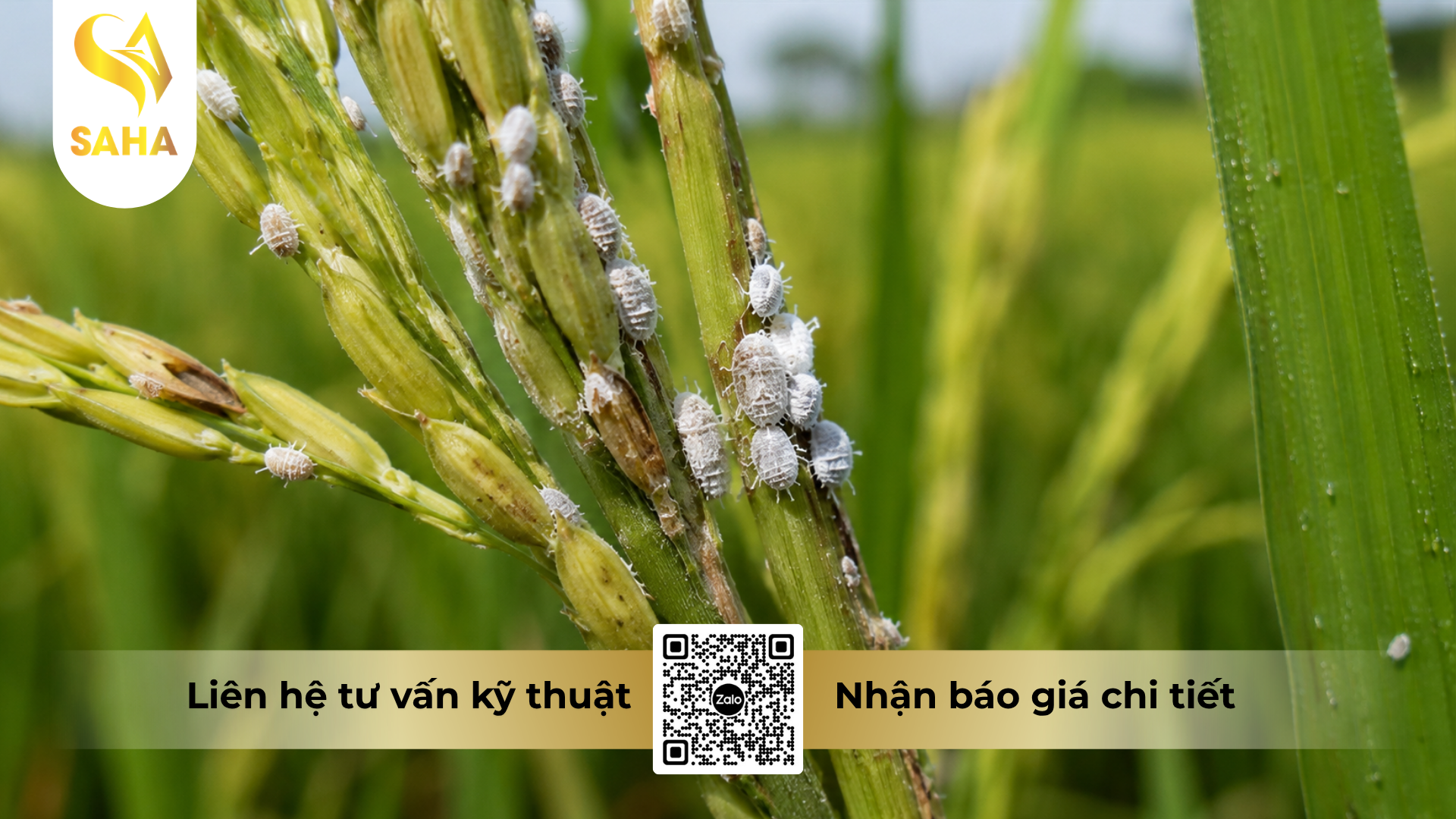 cong-dung-cua-thuoc-tru-ray-cao-cap-anvado-100wp.png