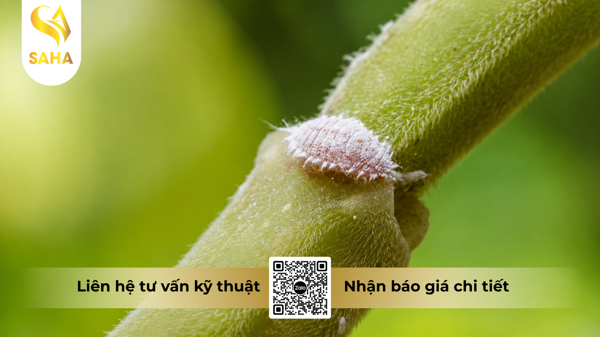 cong-dung-cua-thuoc-tru-ray-cao-cap-anvado-100wp.png