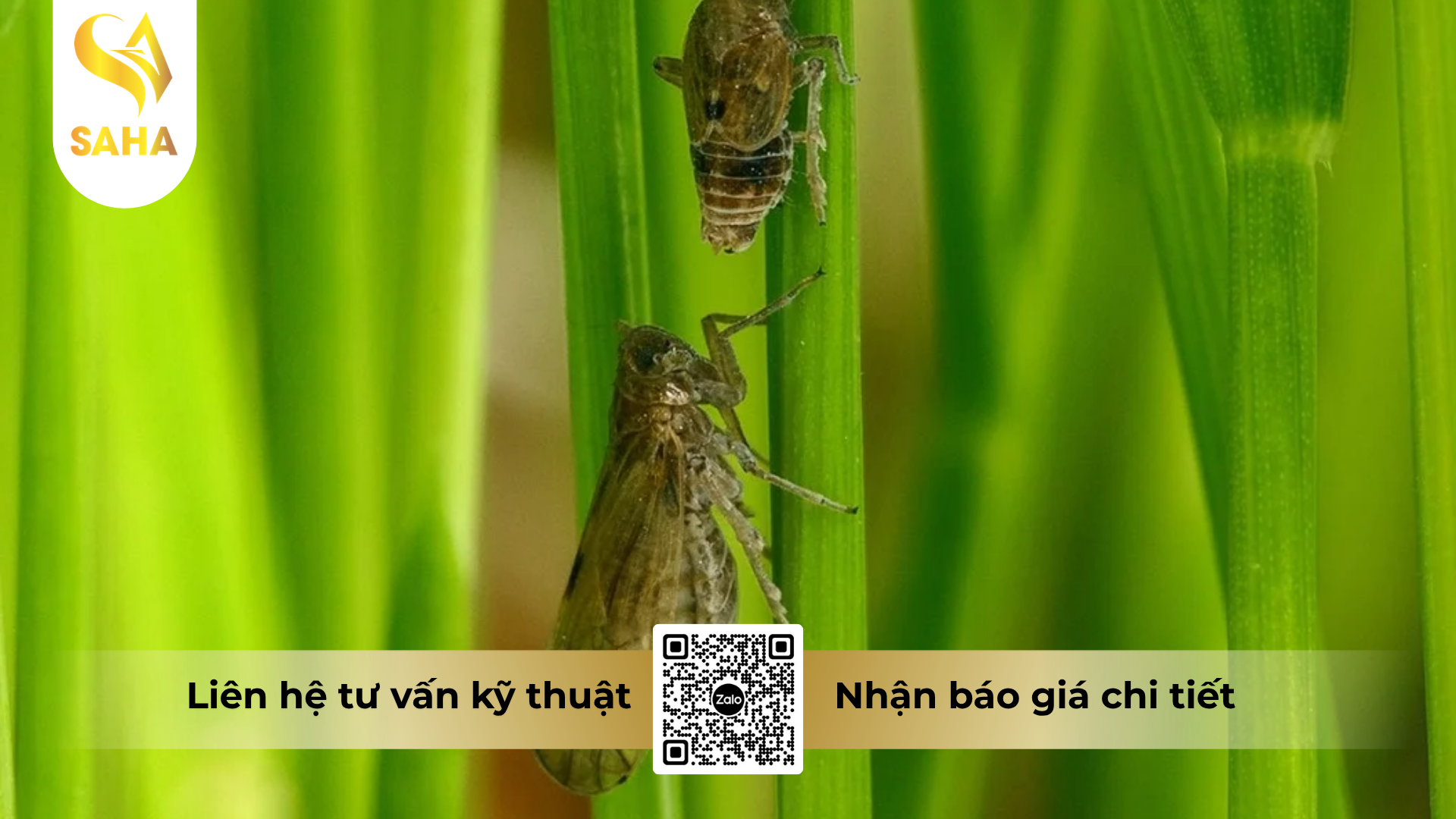 cau-hoi-thuong-gap-ve-thuoc-tru-ray-cao-cap-anvado-700wg-hieu-dai-bang-sat-ray.png