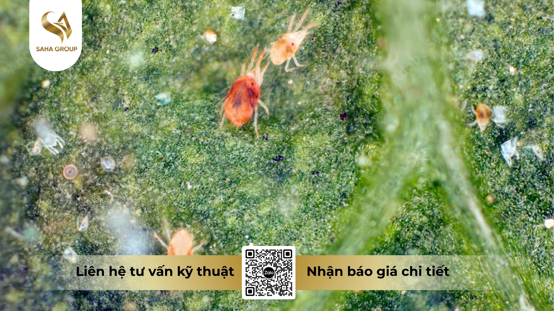 saha-group-nhan-gia-cong-nhung-nhom-thuoc-bvtv-nao.jpg