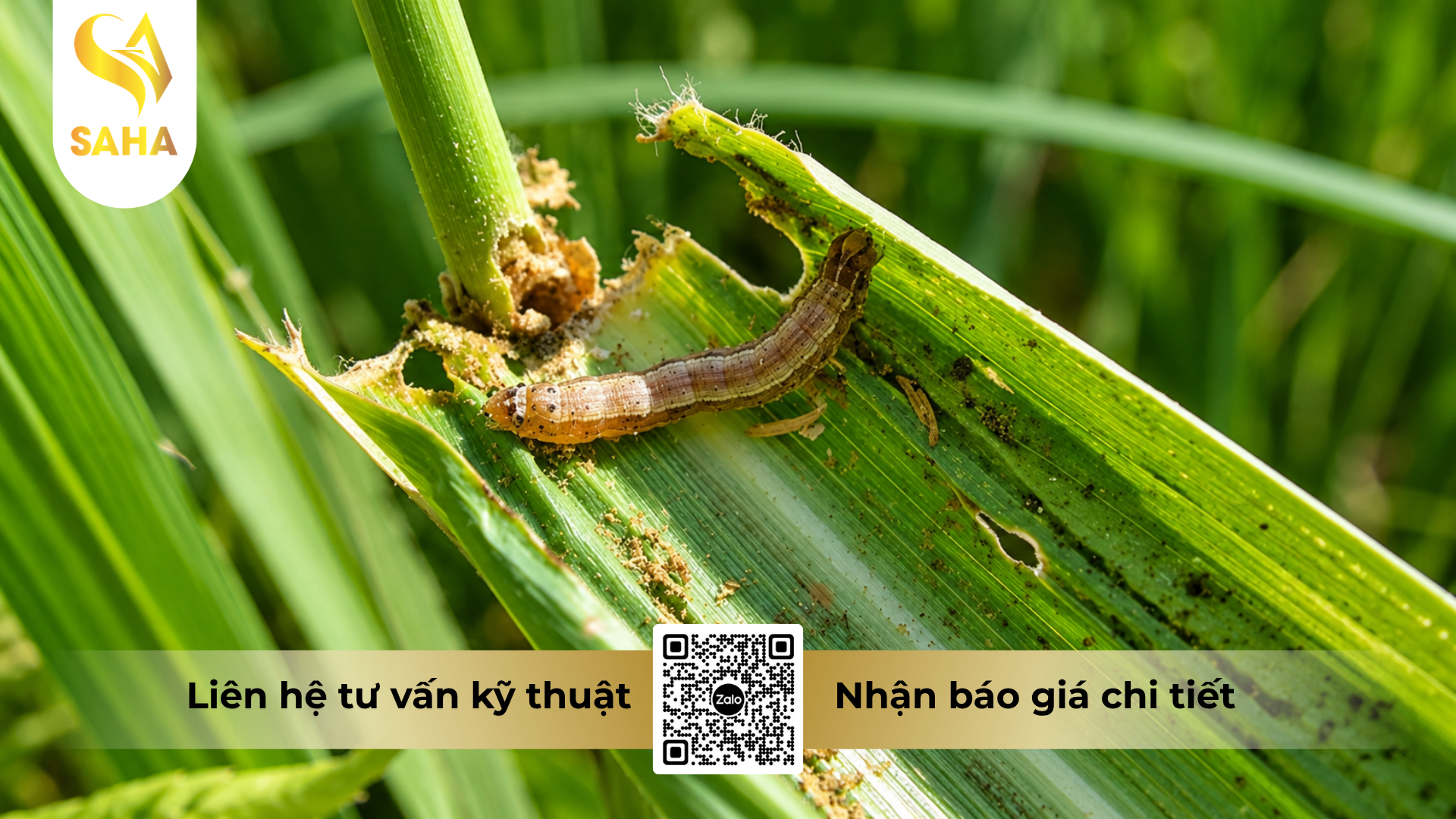 cong-dung-cua-thuoc-tru-sau-apashuang-95wp-hieu-pha-ray-950.png