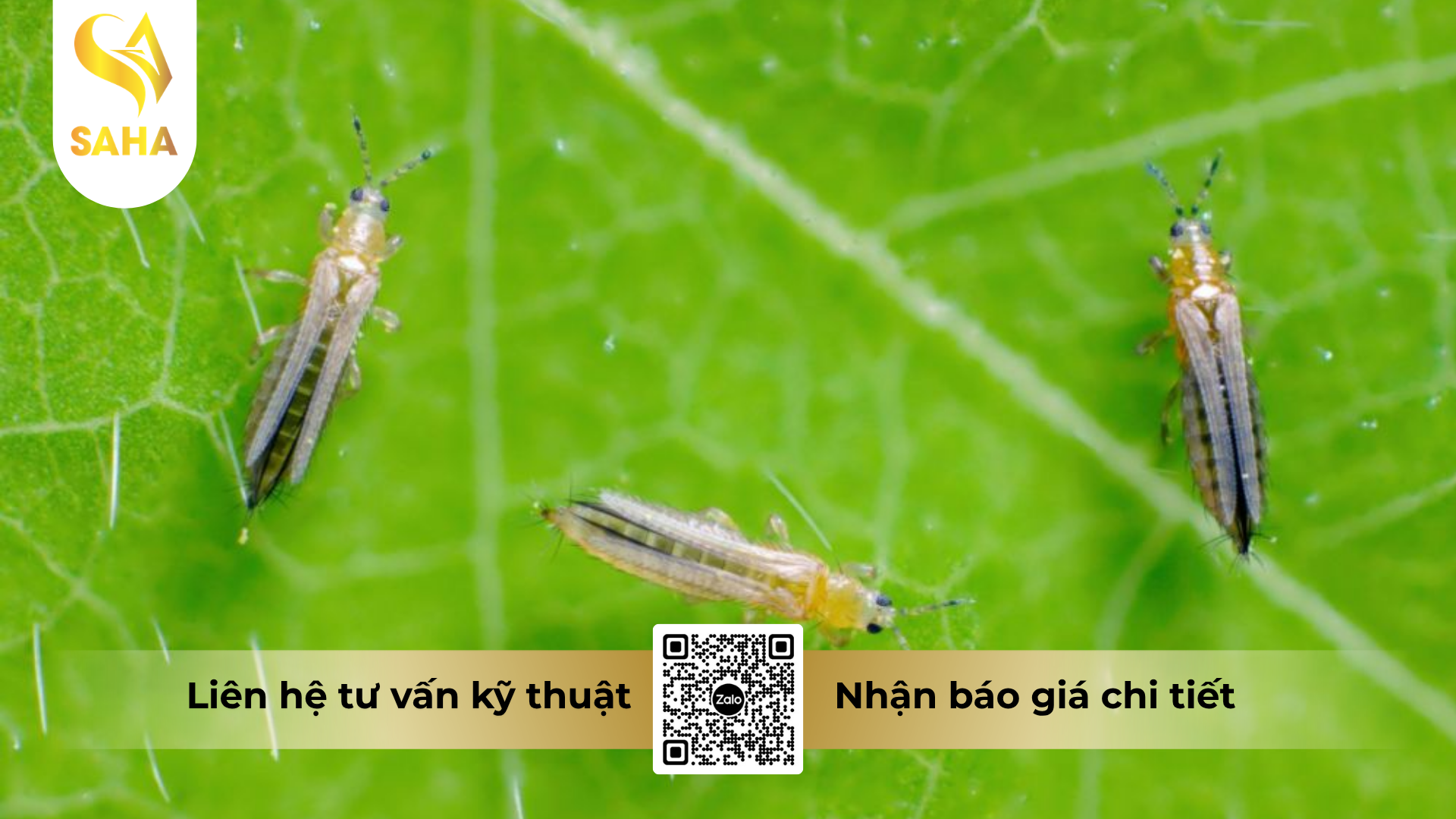 cau-hoi-thuong-gap-ve-thuoc-tru-sau-apashuang-95wp-hieu-pha-ray-950.png