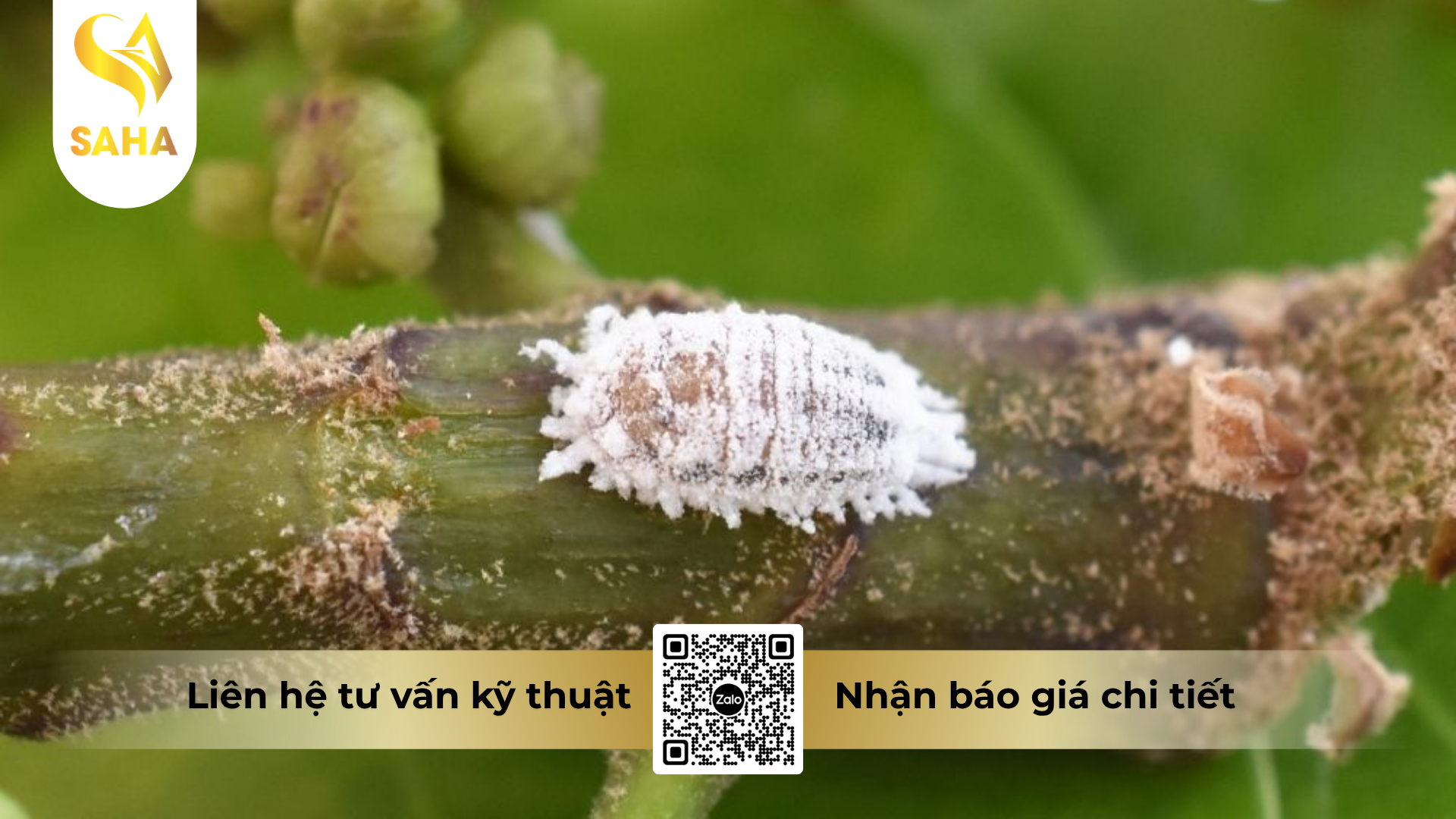 cong-dung-cua-thuoc-tru-sau-apolo-25wp-hieu-ung-trung-250.png