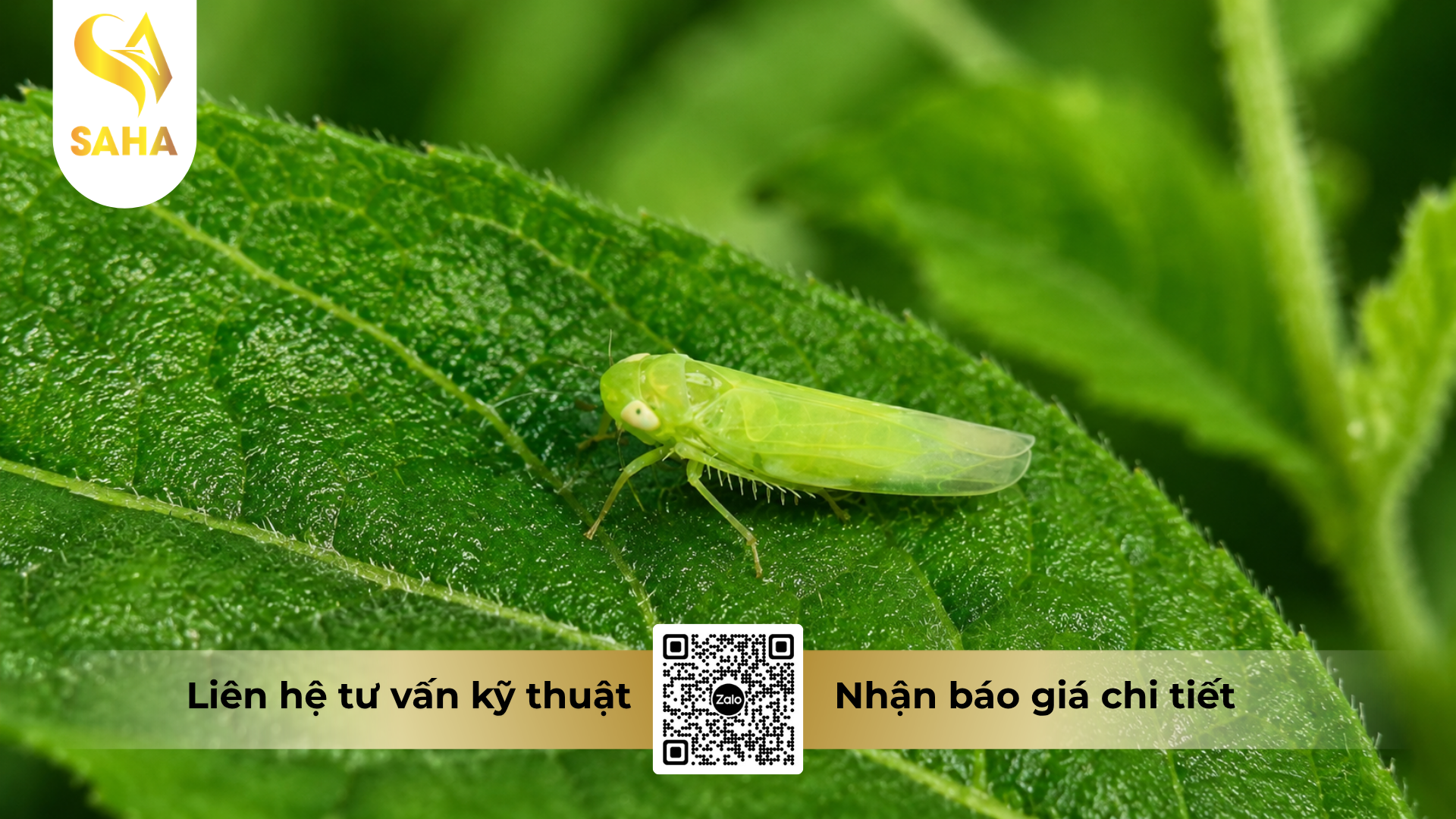 cong-dung-cua-thuoc-tru-ray-cao-cap-babsax-300wp.png