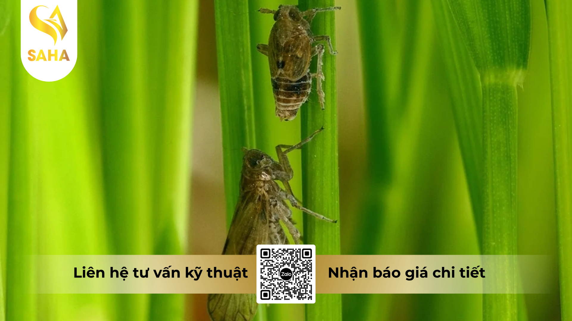 cong-dung-cua-thuoc-tru-ray-cao-cap-cherray-700wg.png