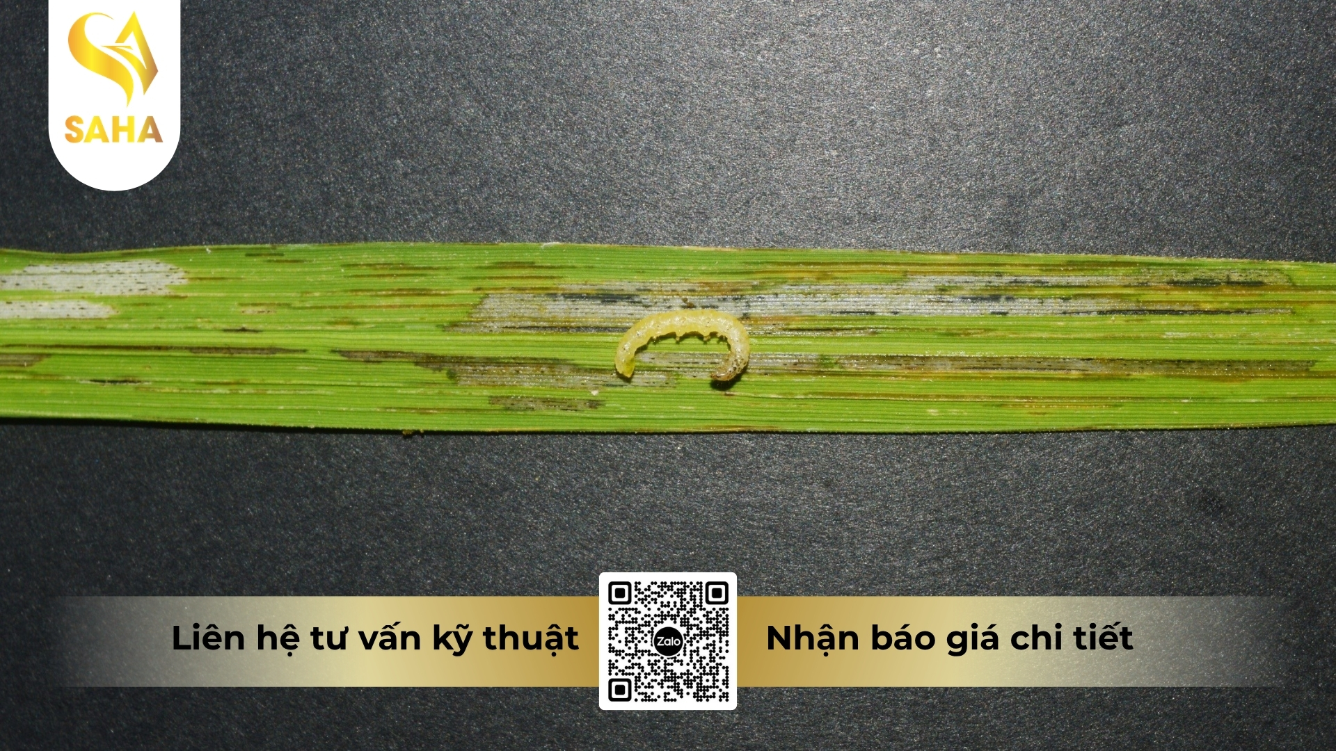 thong-tin-chung-thuoc-tru-sau-abagent-500wp.jpg