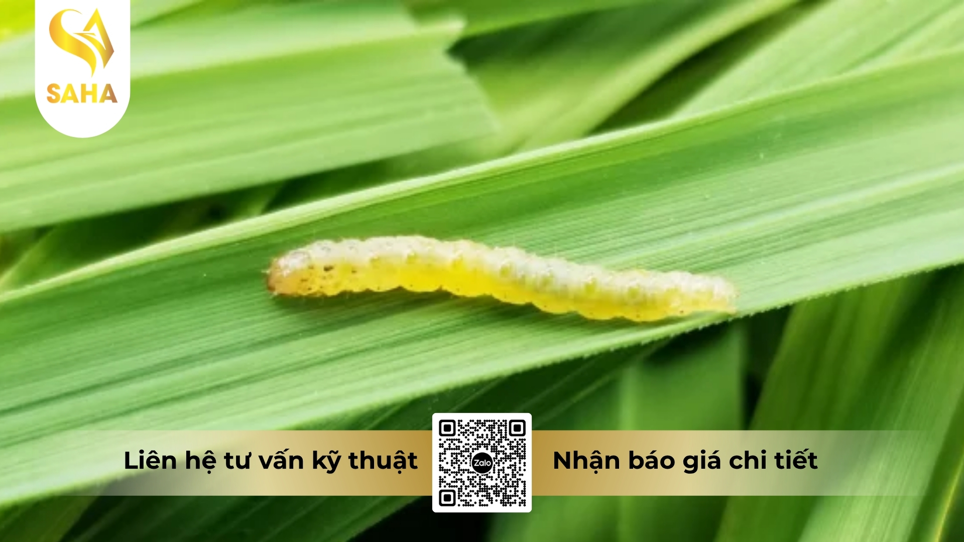 cau-hoi-thuong-gap.jpg