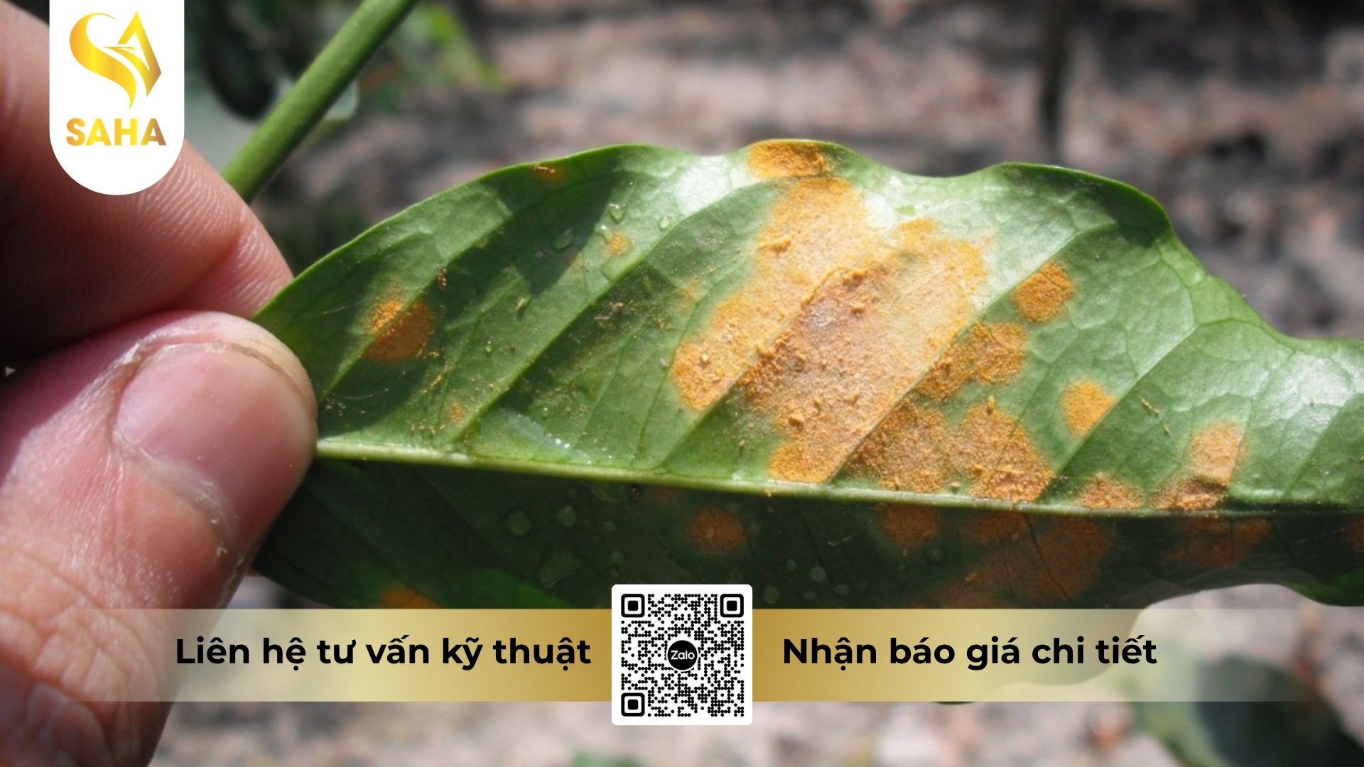 thong-tin-chung-thuoc-tru-benh-absolute-35sc.jpg