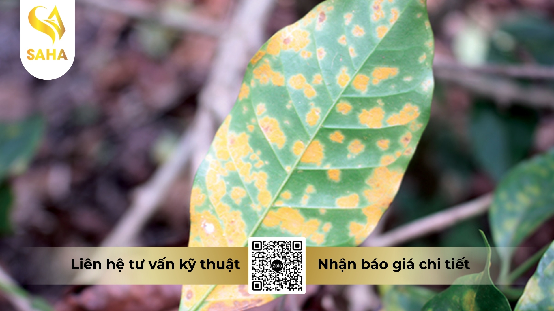 cong-dung-thuoc-tru-benh-absolute-35sc.jpg
