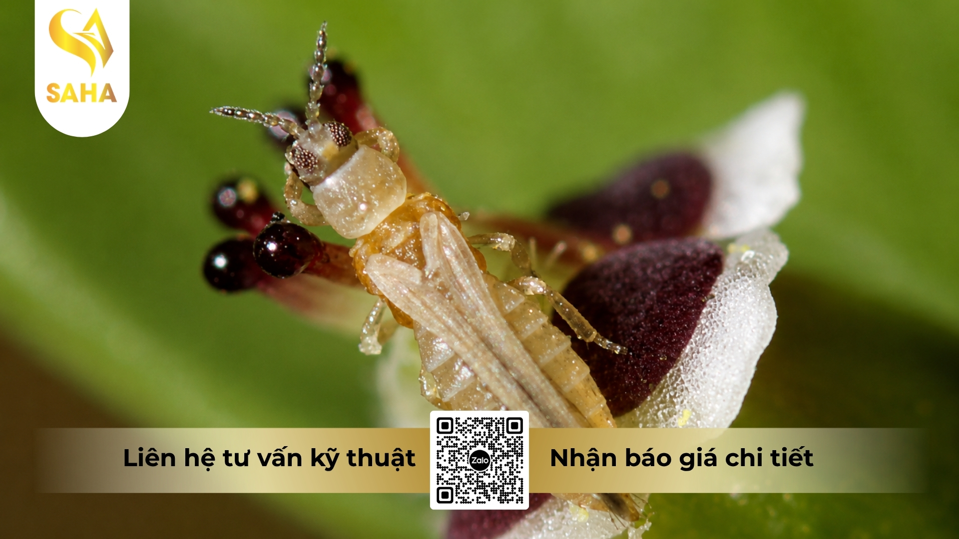 thong-tin-chung-thuoc-tru-sau-abt-2wp.jpg