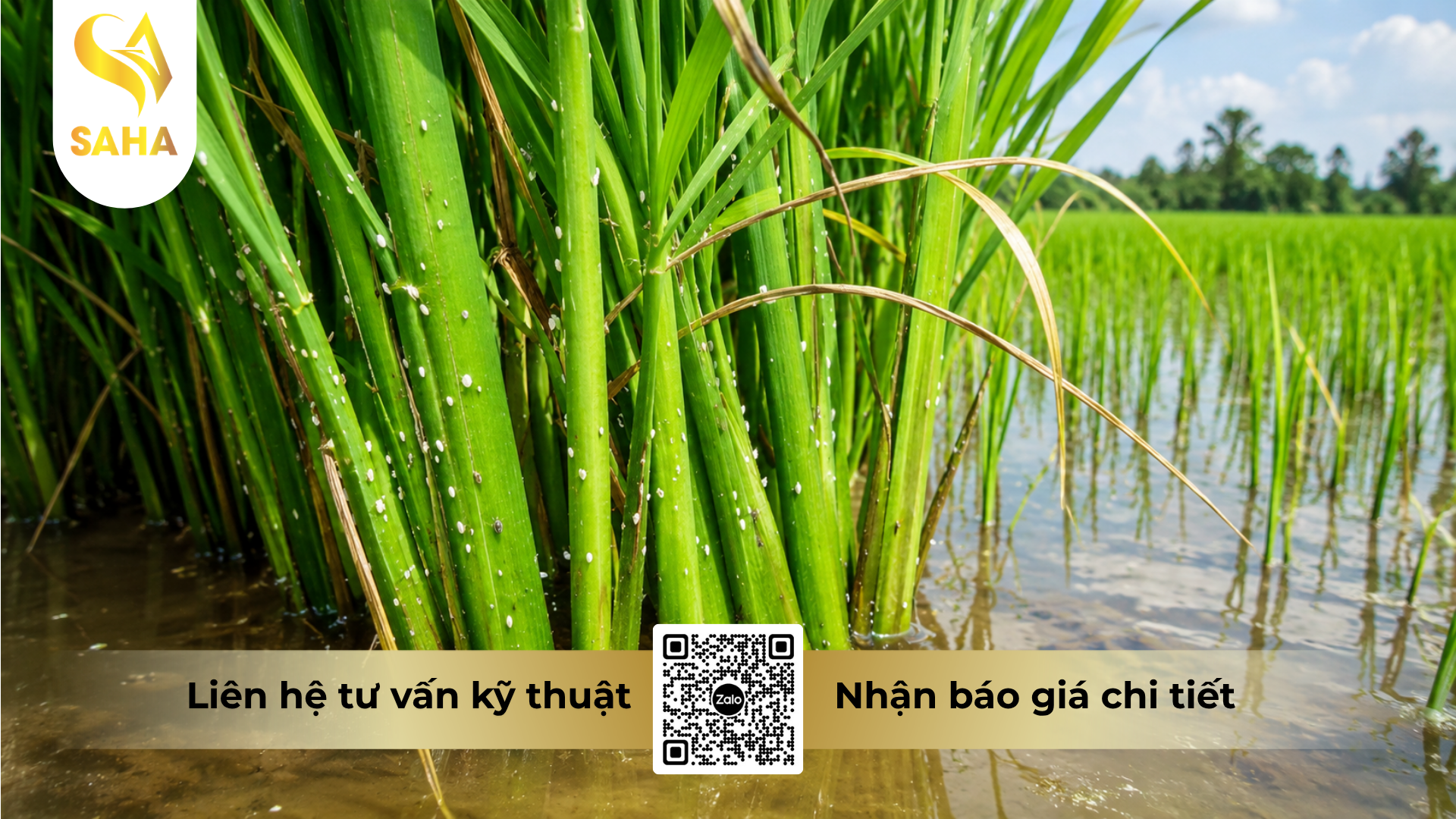cong-dung-cua-thuoc-tru-sau-chery-70wg-hieu-diray-700-50gr.png